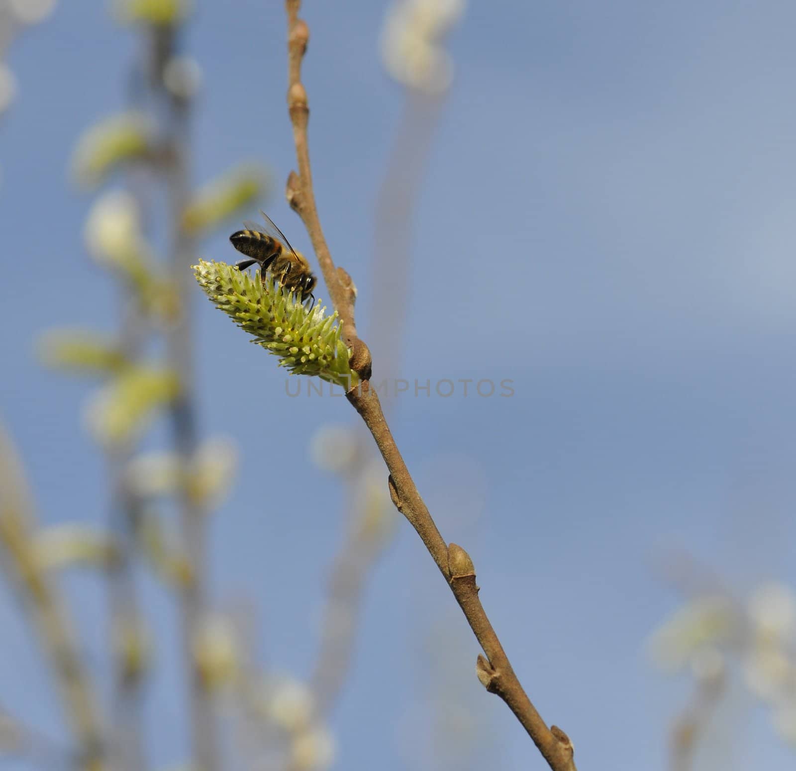 A bee above a green bud by shkyo30