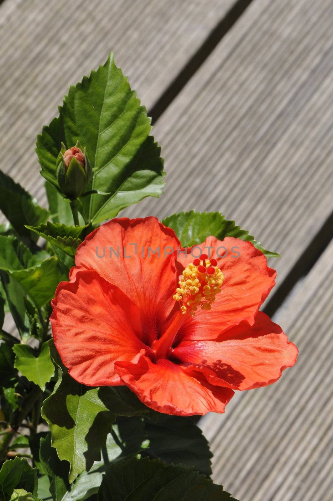 A big orange hibiscus flower on a terrace by shkyo30