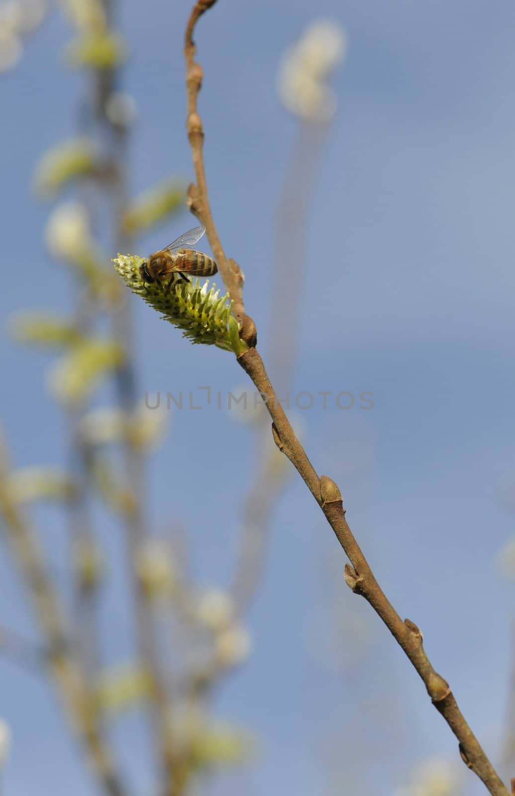 Bee blooming a big green bud with a blurred blue sky
