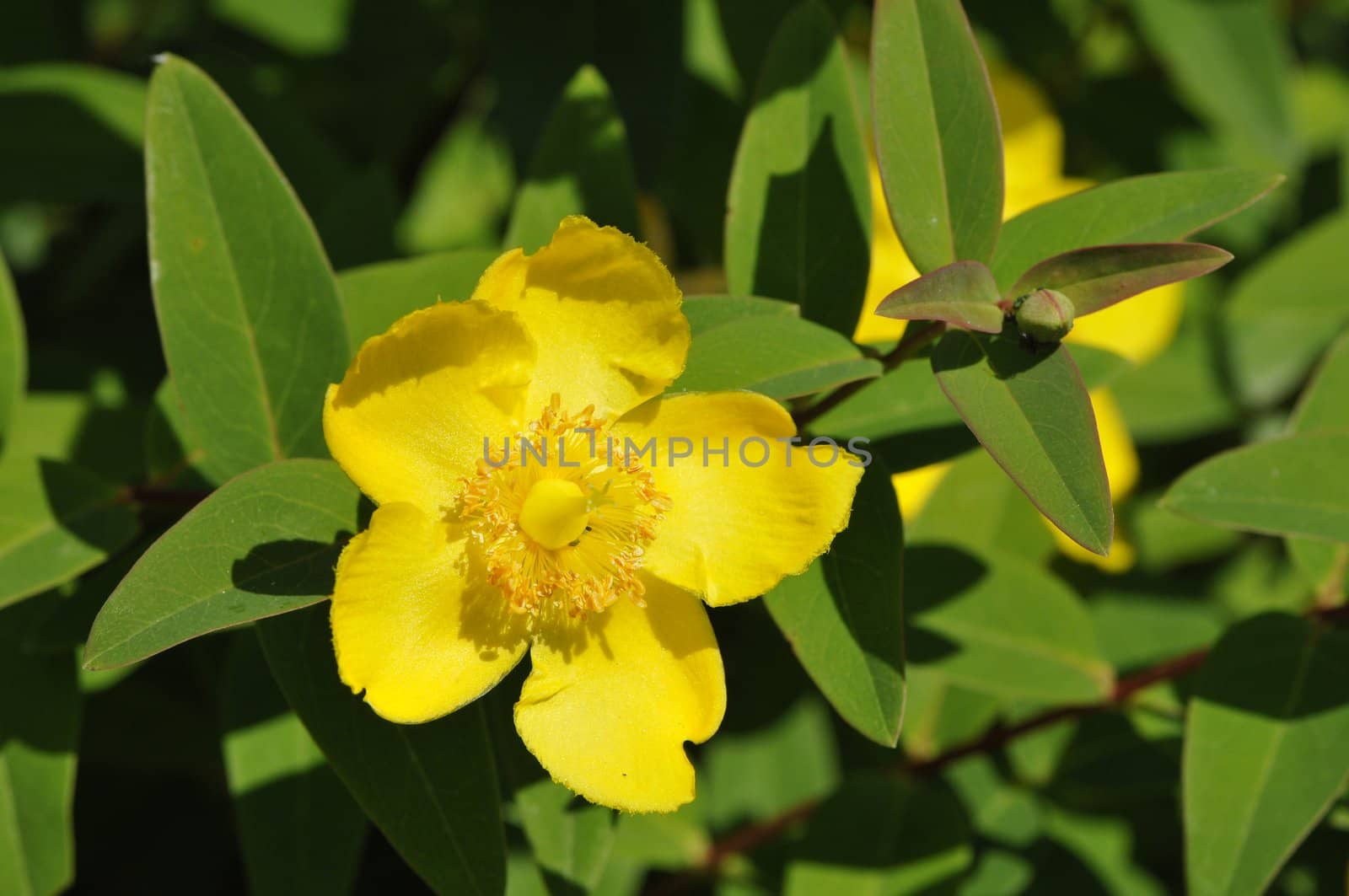 Big yellow hypericum flower with green leafs