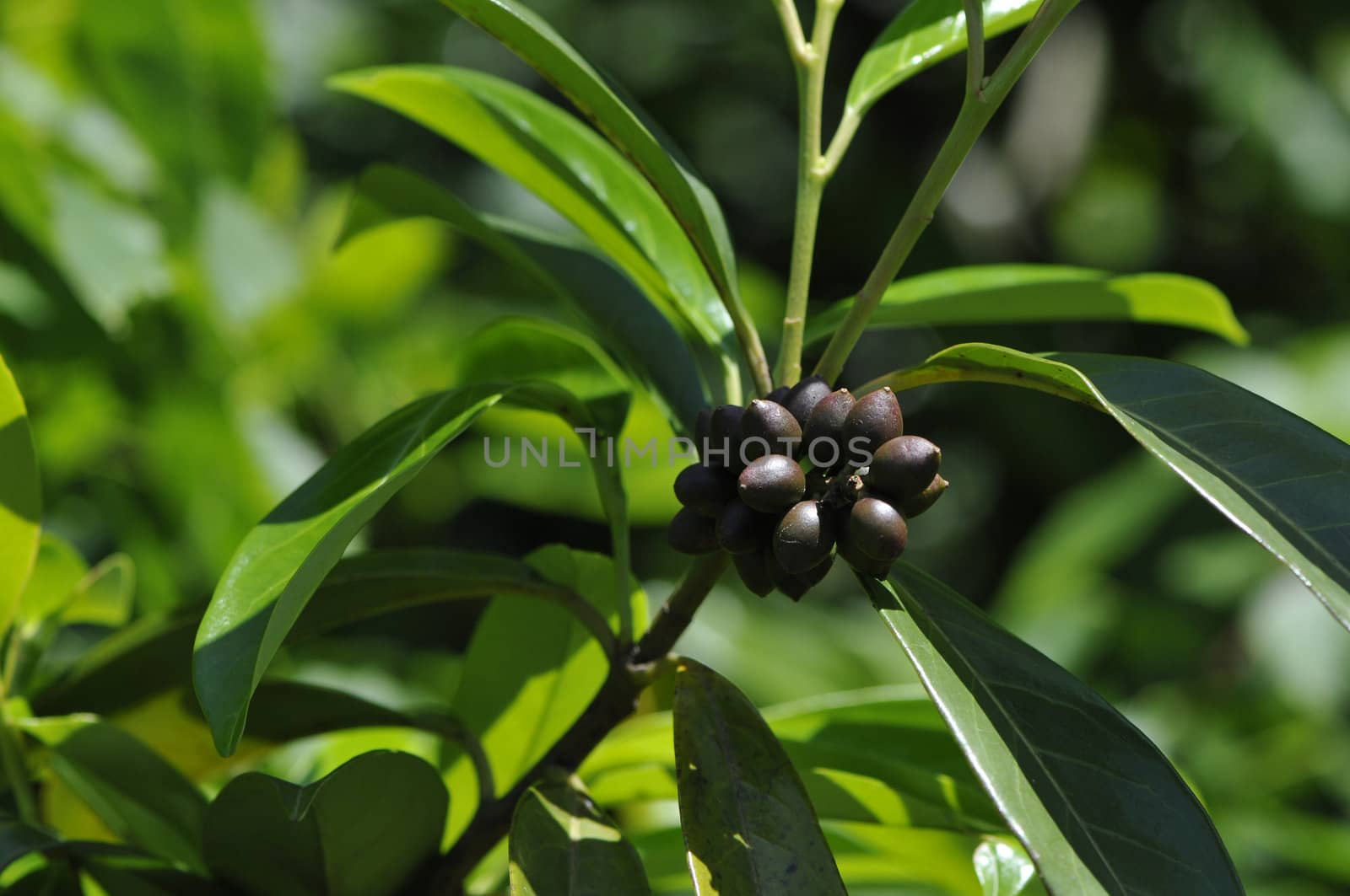 Brown buds on a branch with green leafs and a blurred background