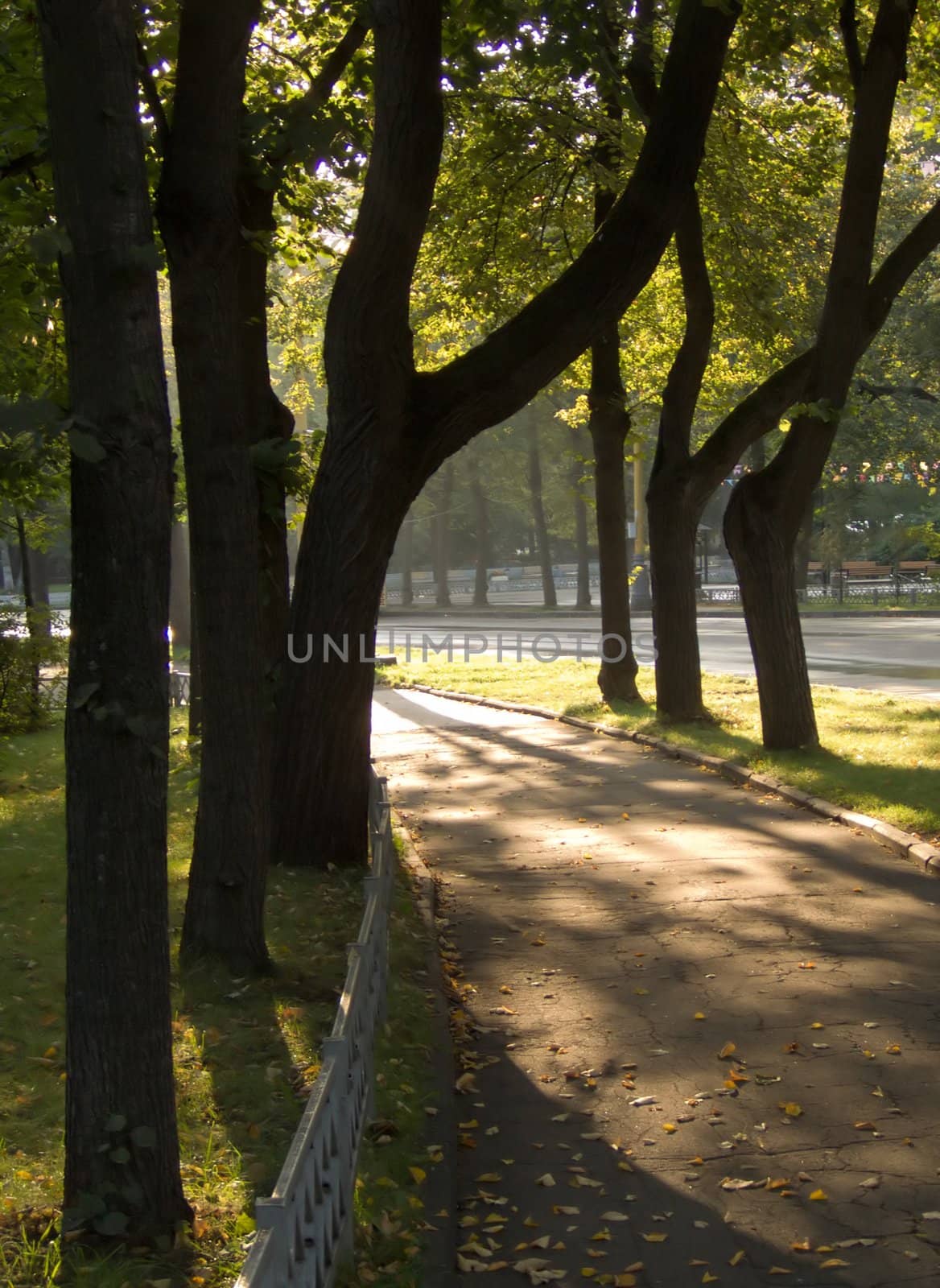 A pavement and sunshine in a morning park