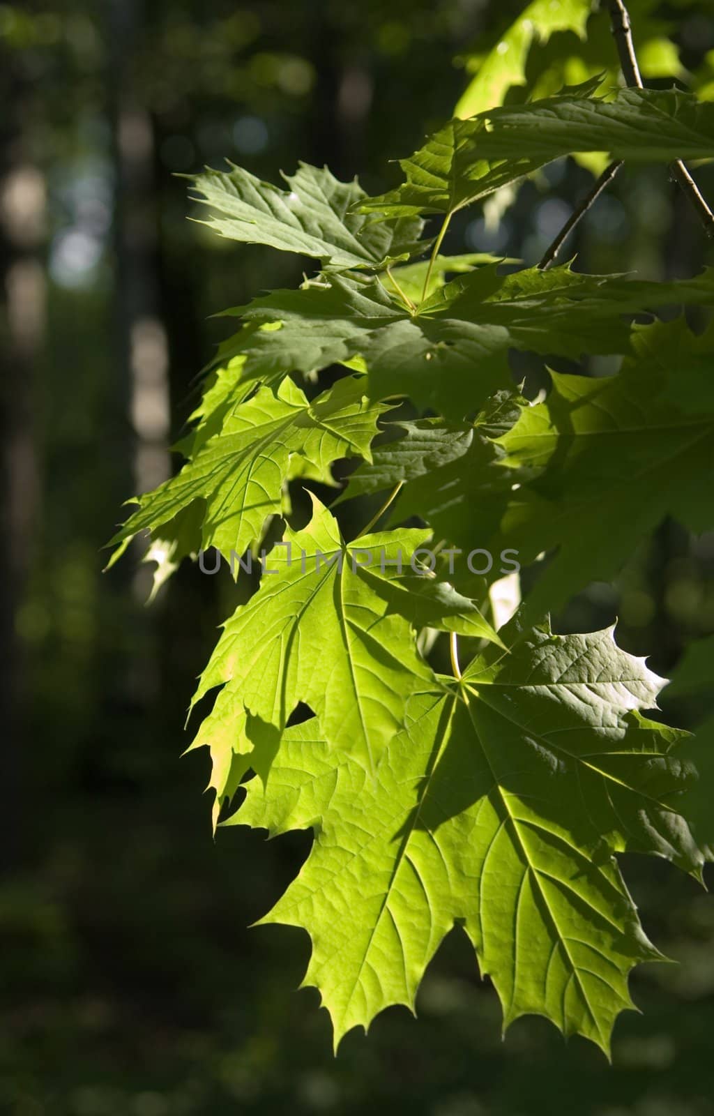 Leaves of maple in a garden