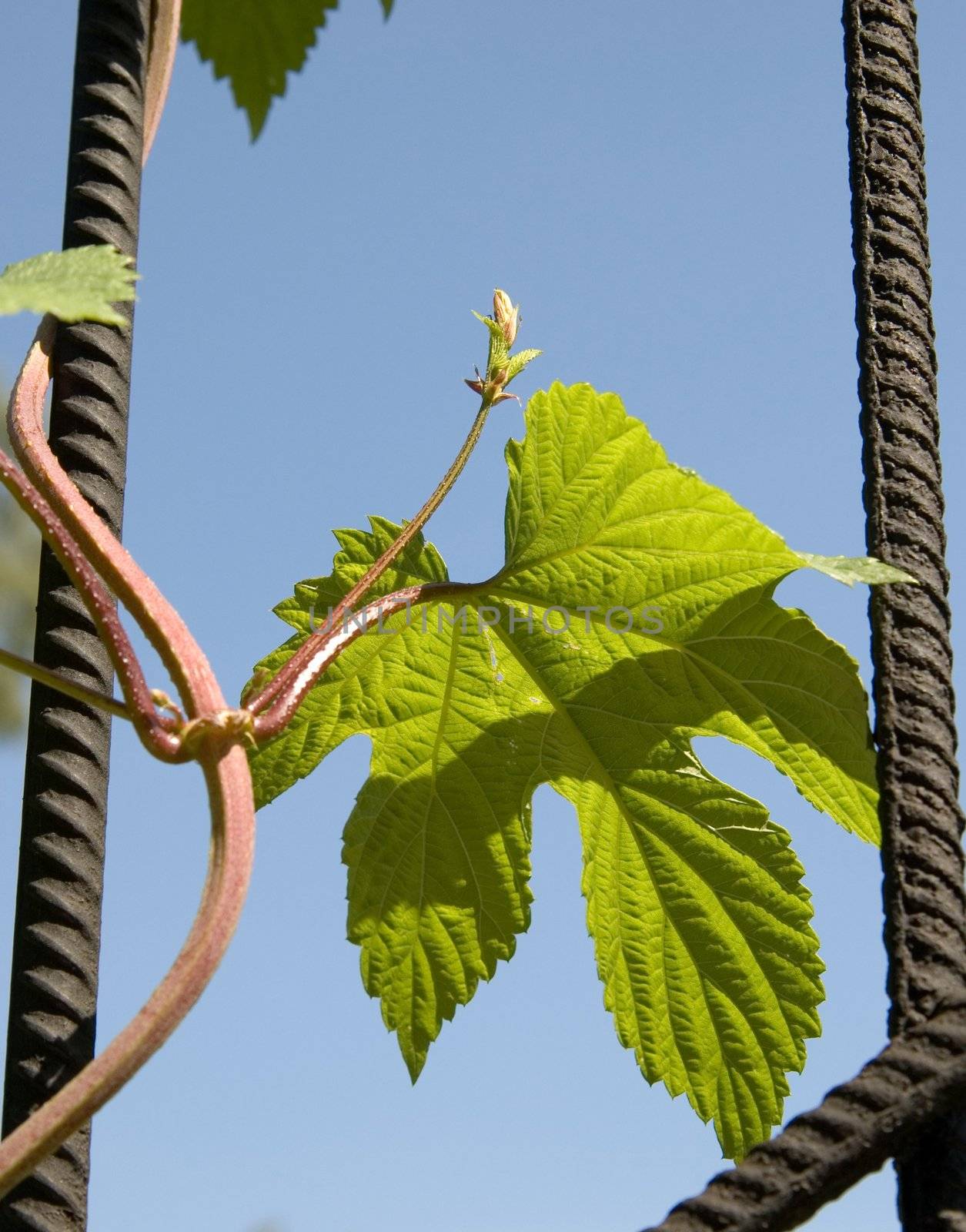Leaf of ivy on rods of an iron lattice