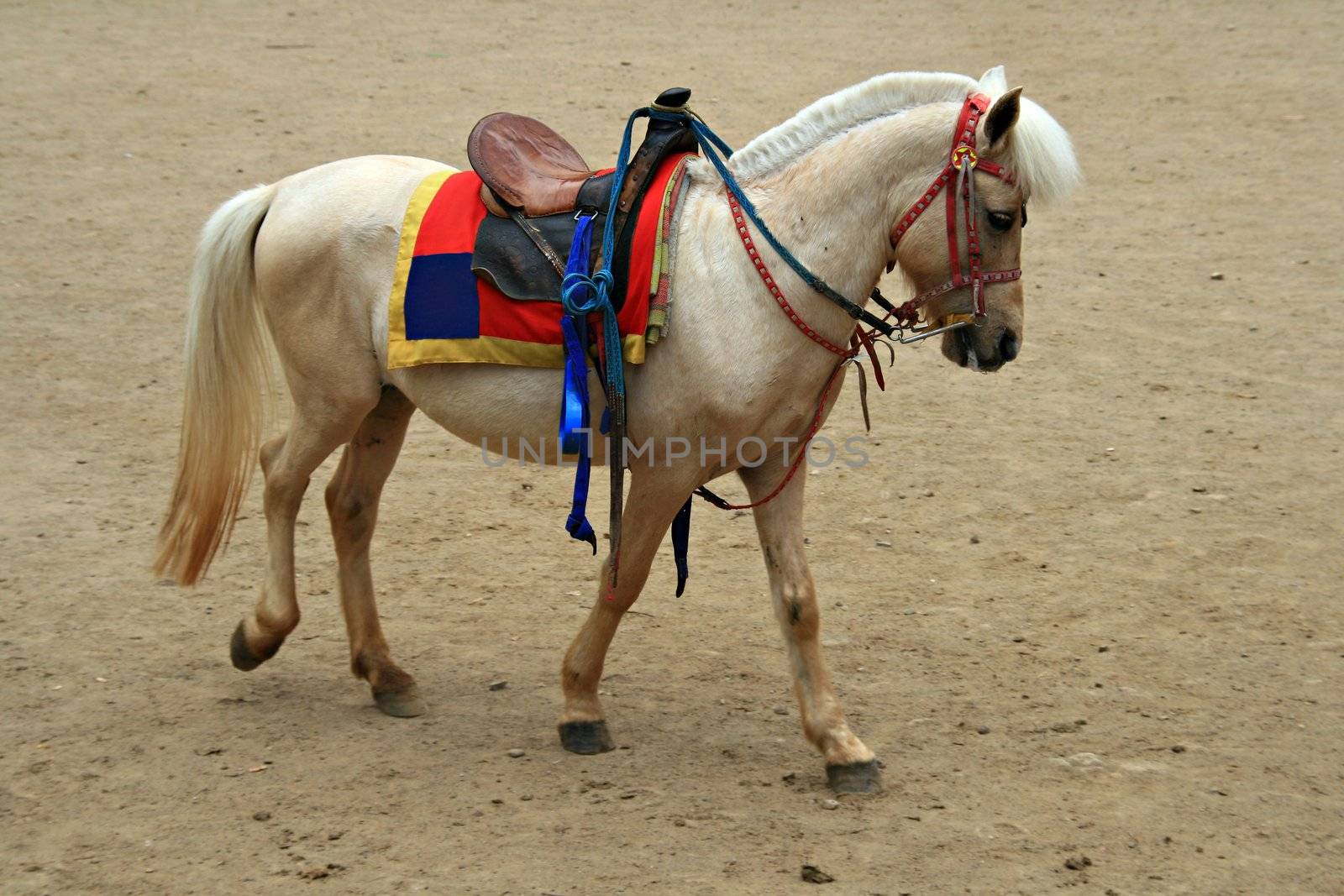 white horse with a saddle ready for a ride
