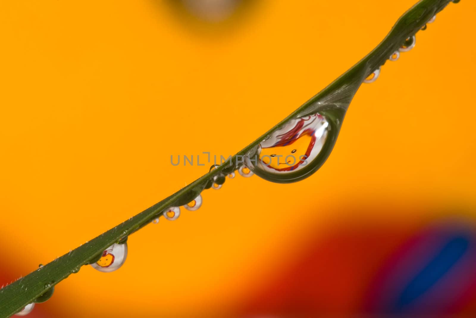 Close-up shot of drop on a blade of grass