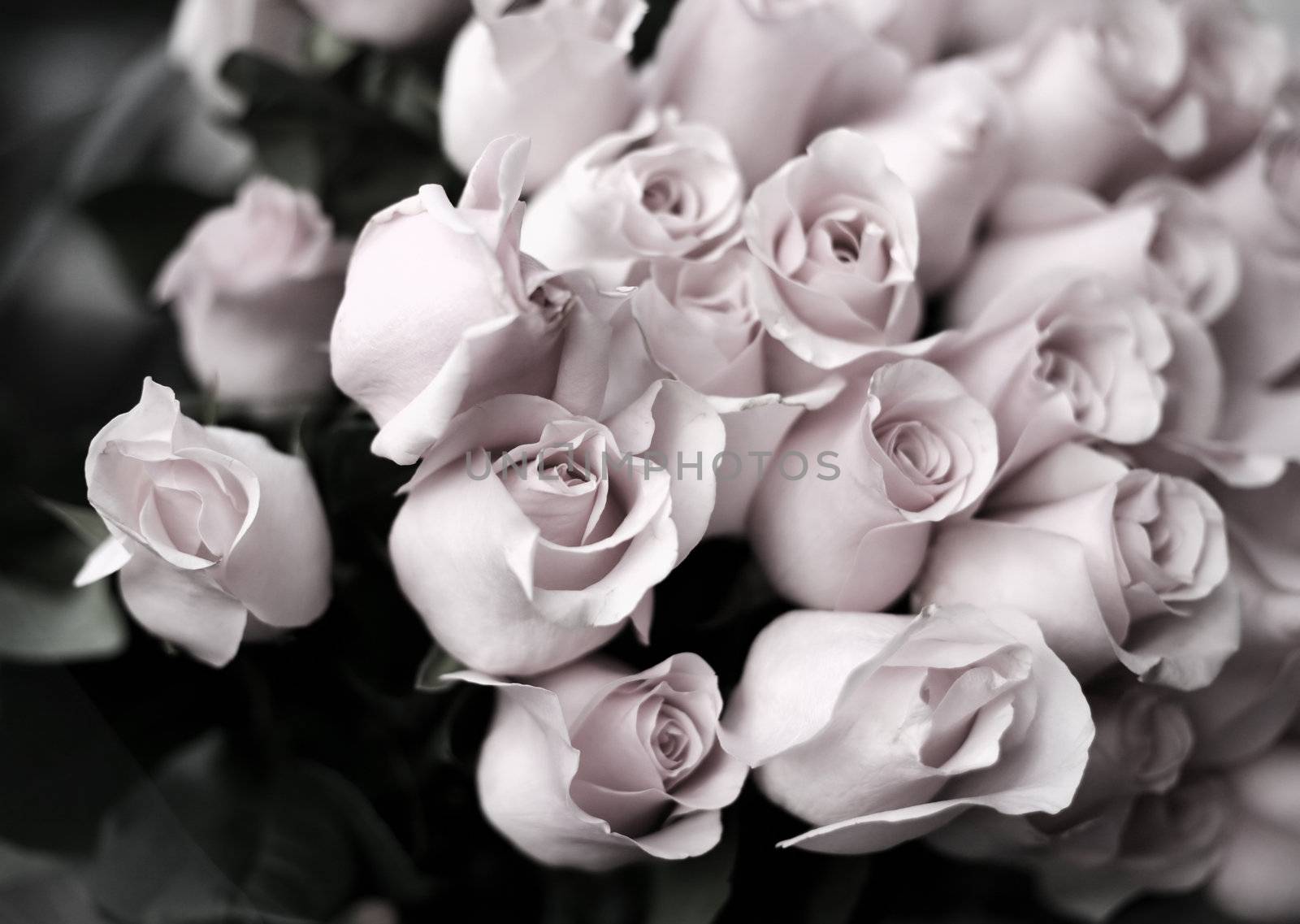Bouquet from roses. b/w + pink tone