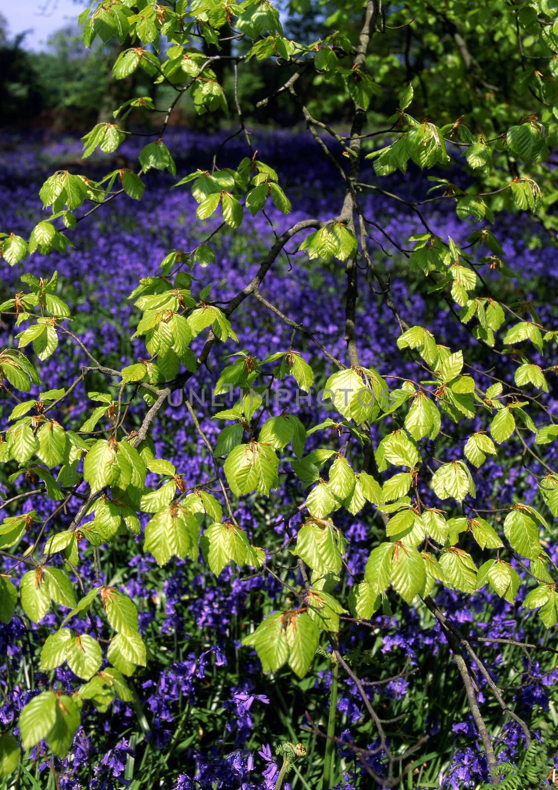 Woodland with new leaves in Spring with a Bluebell background