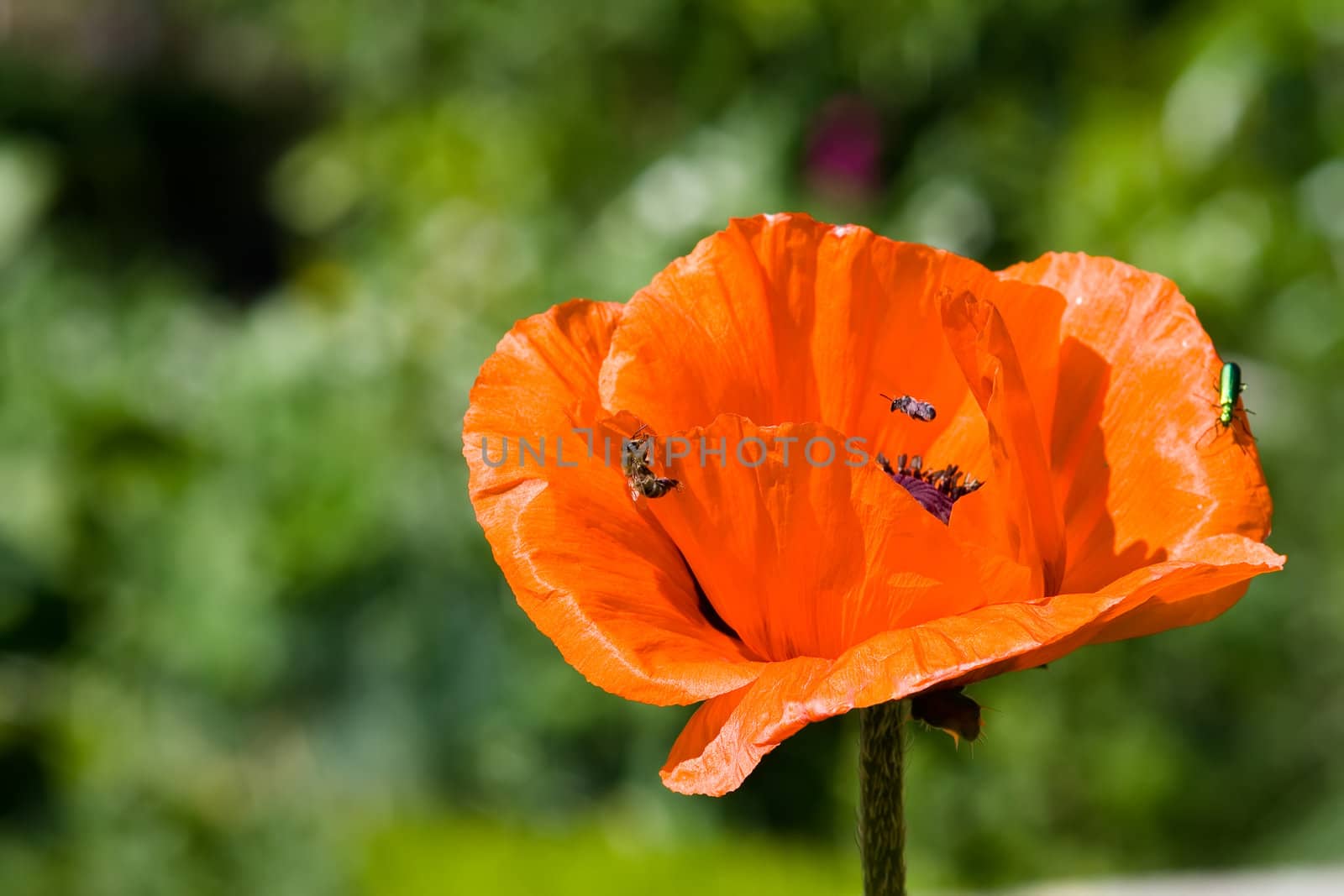 Bees on a red poppy