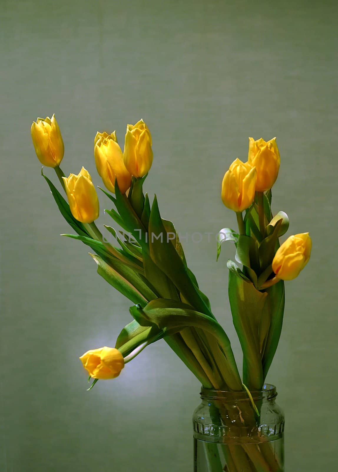 The image of a bouquet of yellow tulips on a green background