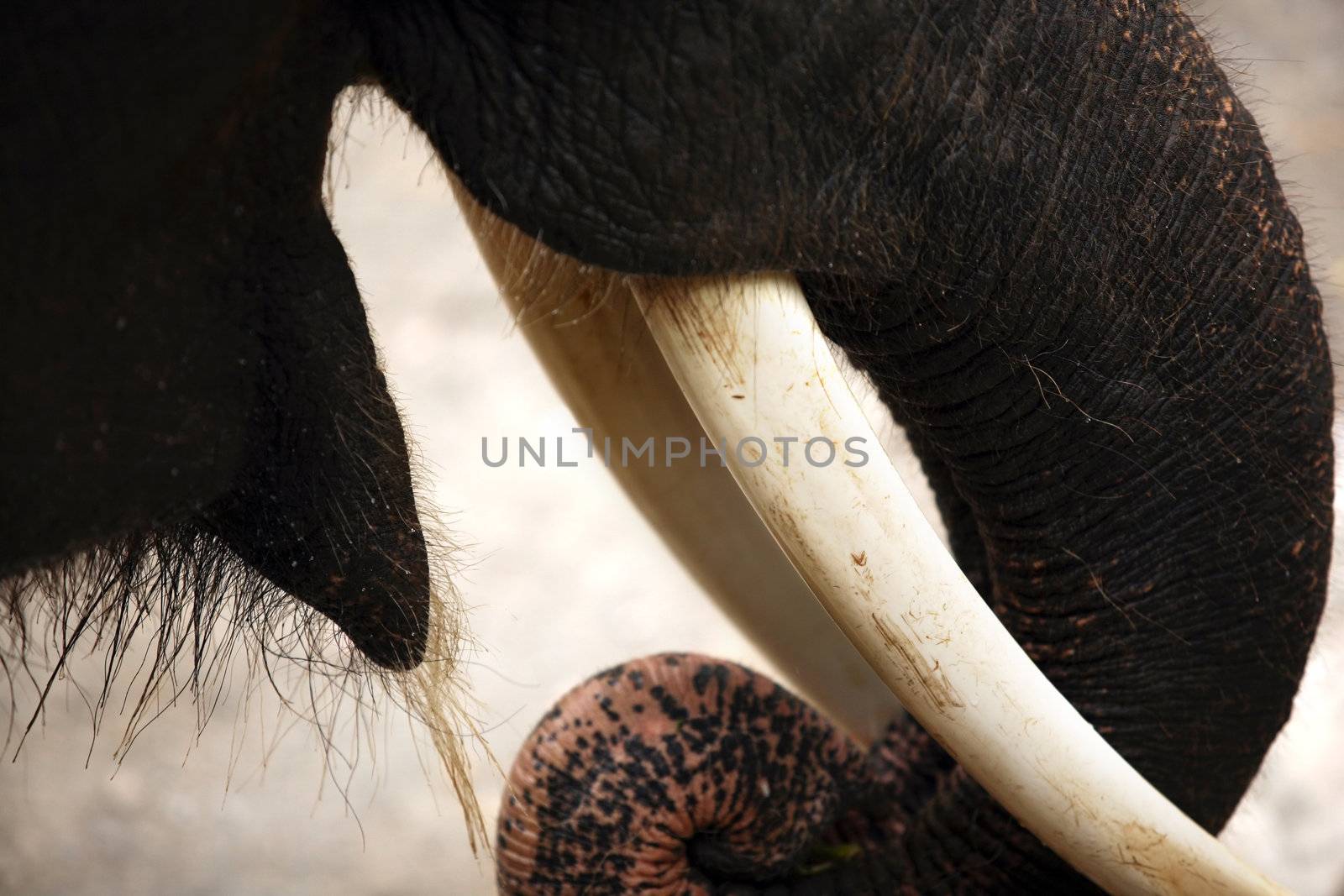 Tusks of the elephant close-up