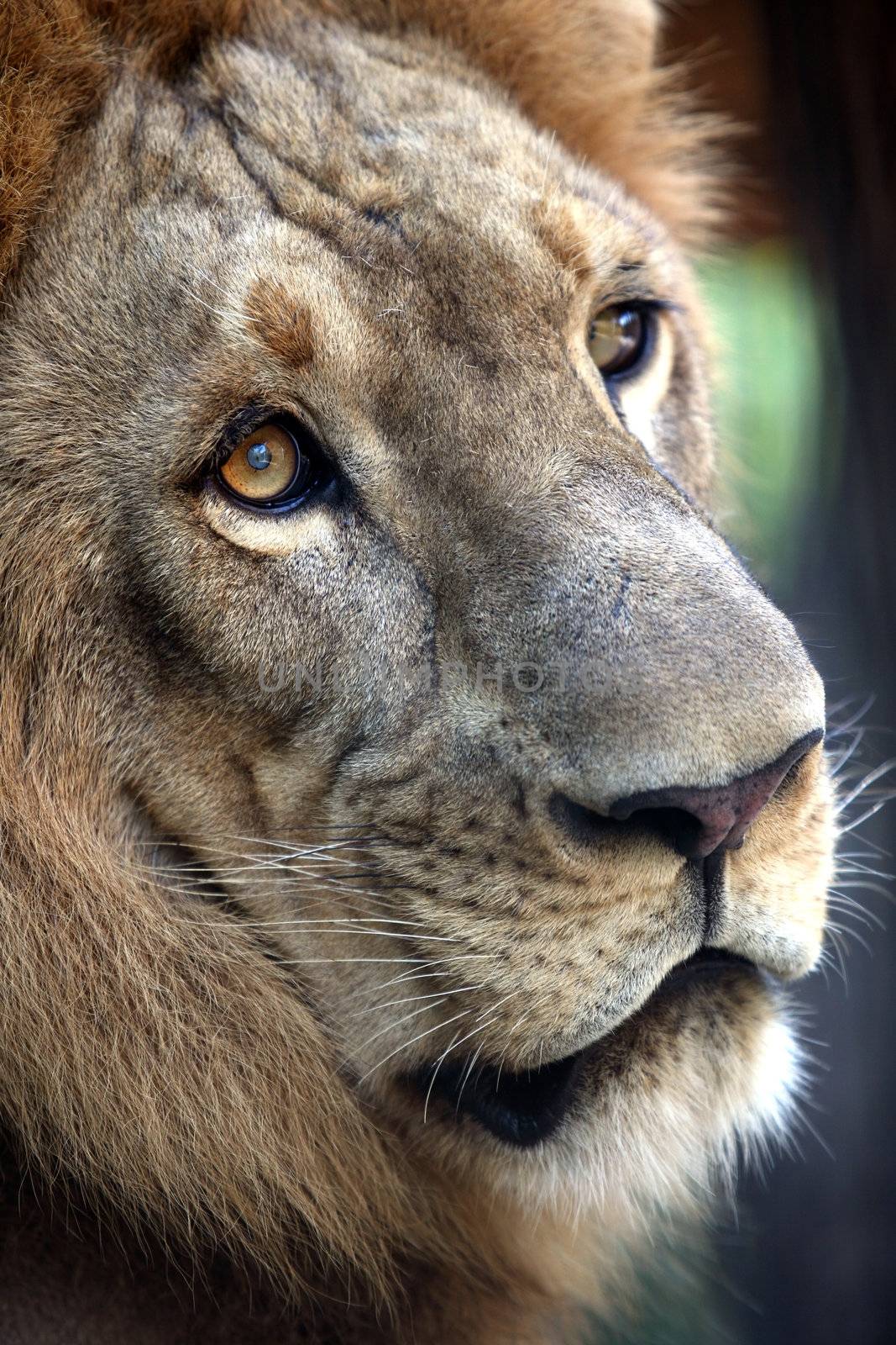 Portrait of a lion close-up. Bali a zoo