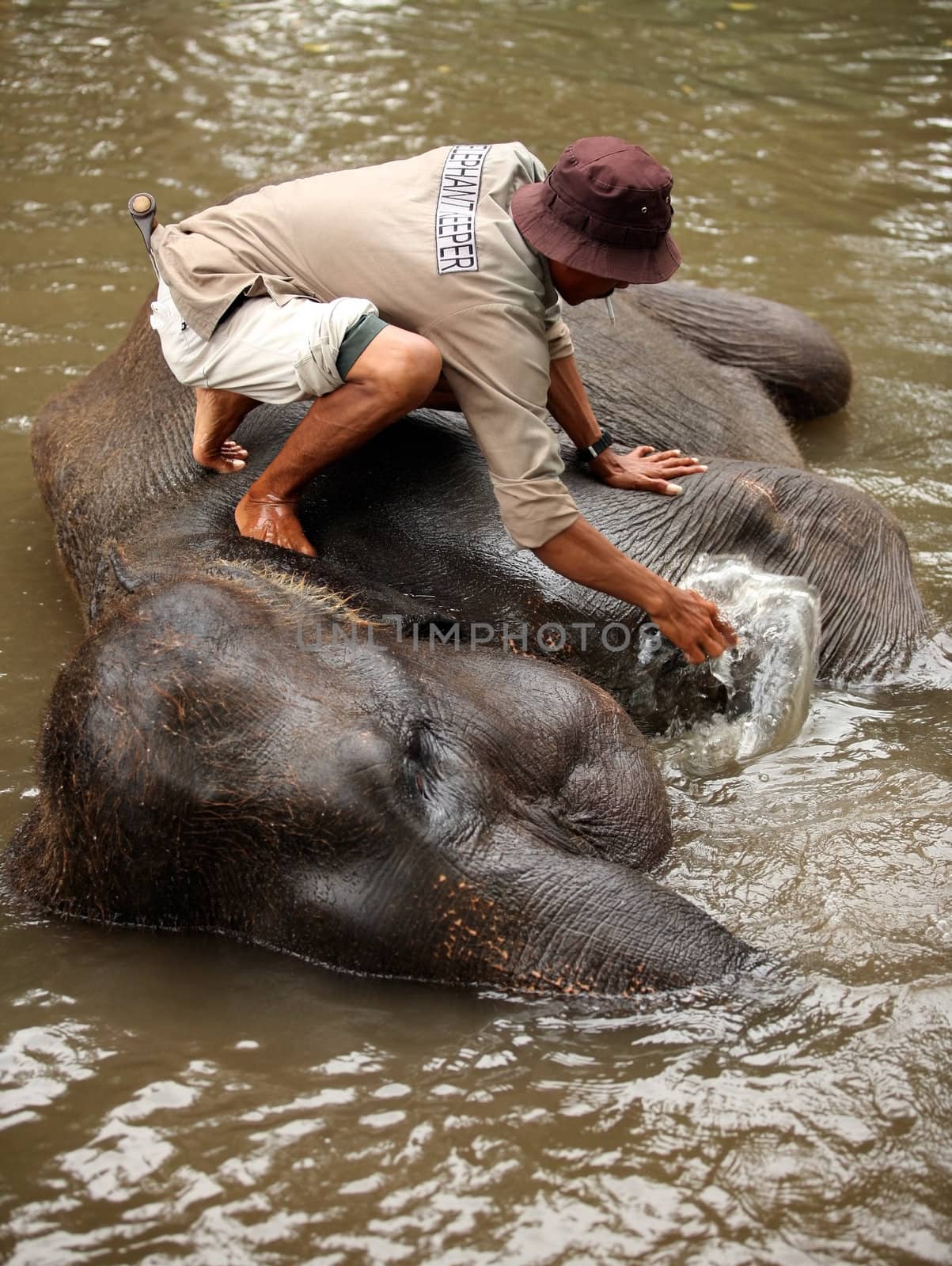 The man washes the elephant 