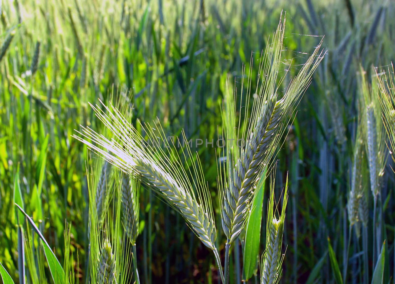 Late summer in a barley field with focus on two of the ears