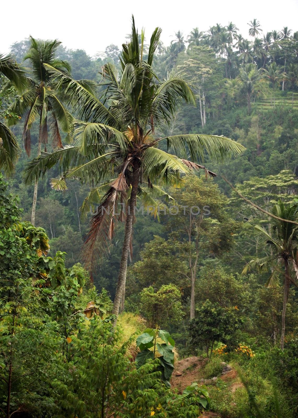 Trees of a coco in jungle. Bali. Indonesia