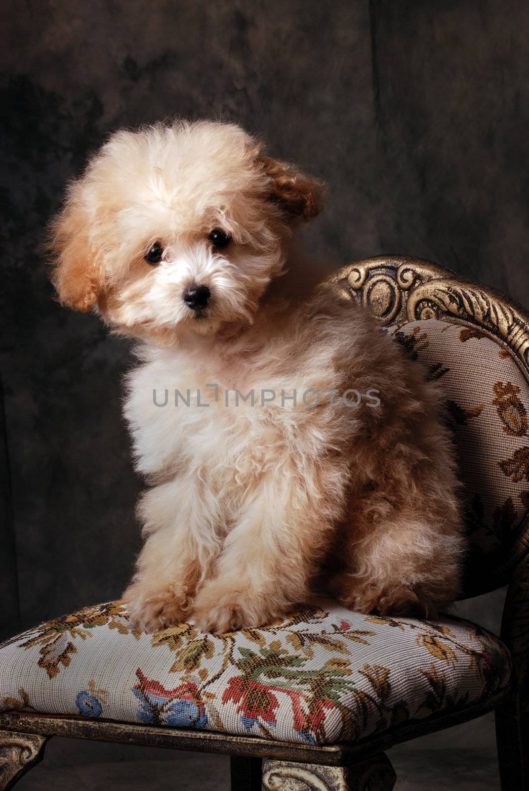 Vertical image of a Tiny Toy Poodly puppy sitting on an antique chair against a dark background.