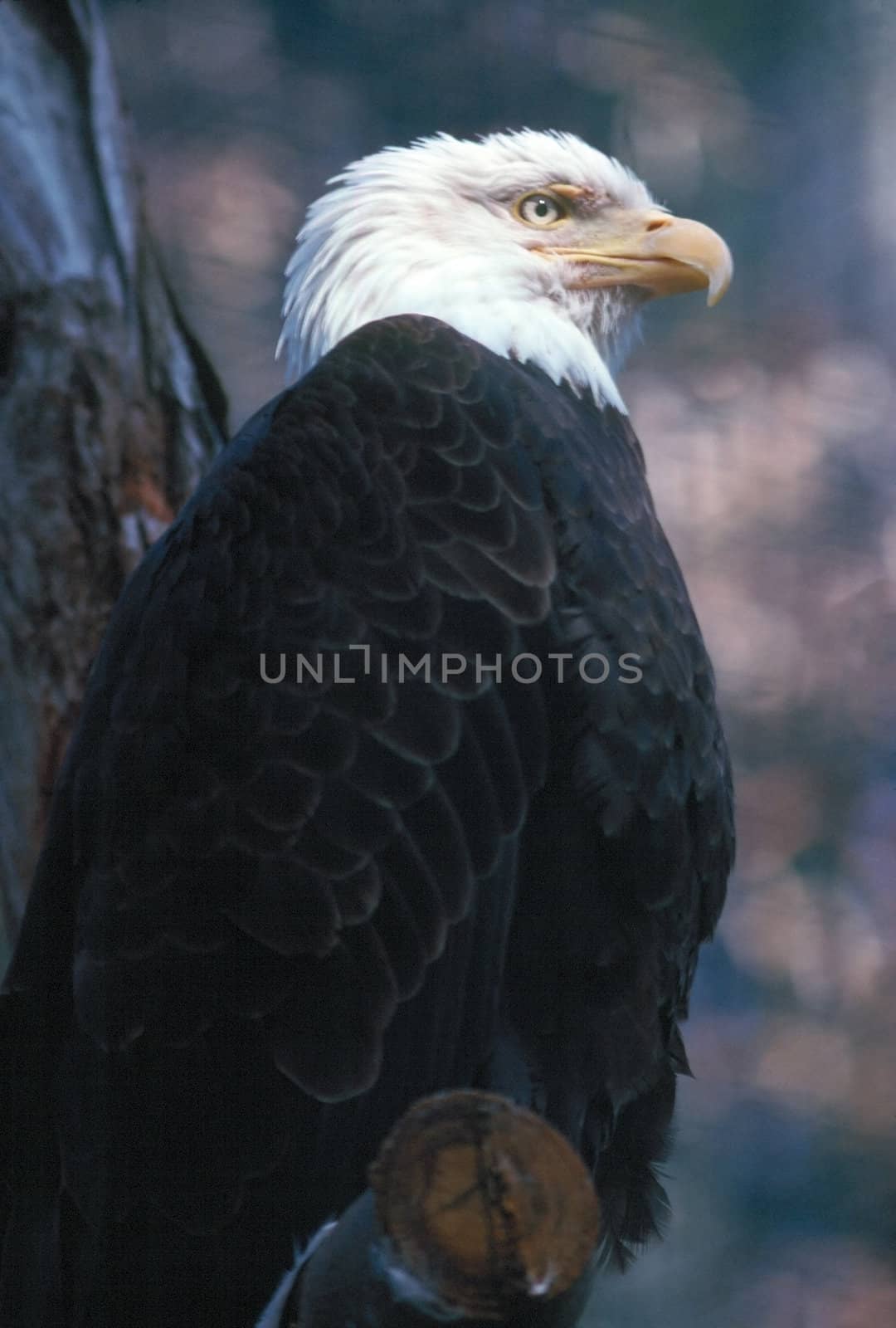 Bald Eagle by jol66