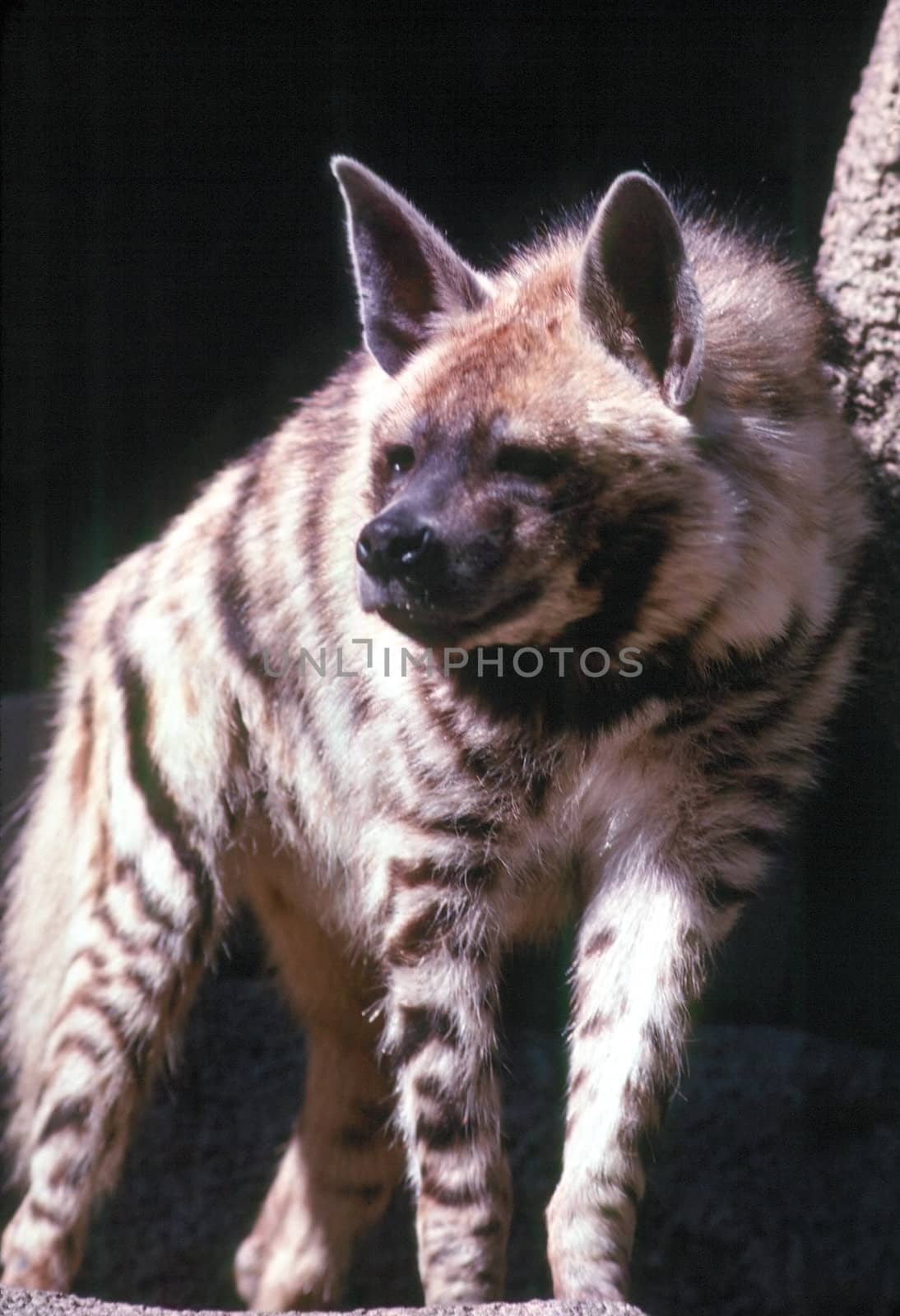 Hyena by jol66