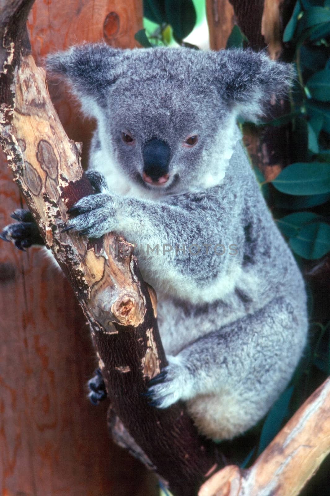 Koala by jol66