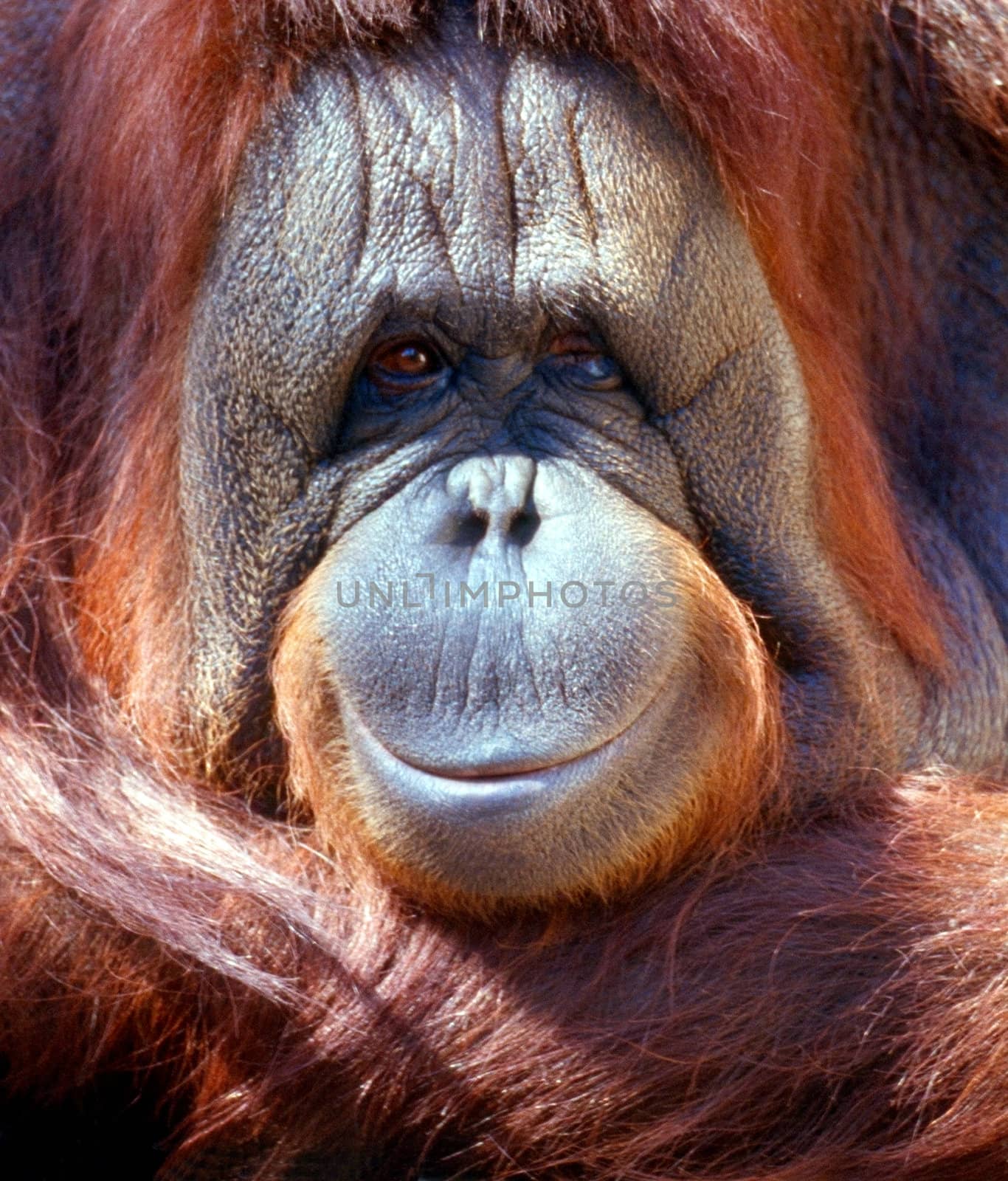 Close up of a Orangutan