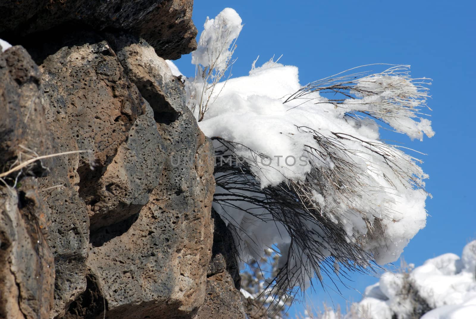 Horizontal image of volcanic lava rock with snow covered sage brush sprouting from it against a bright blue sky.