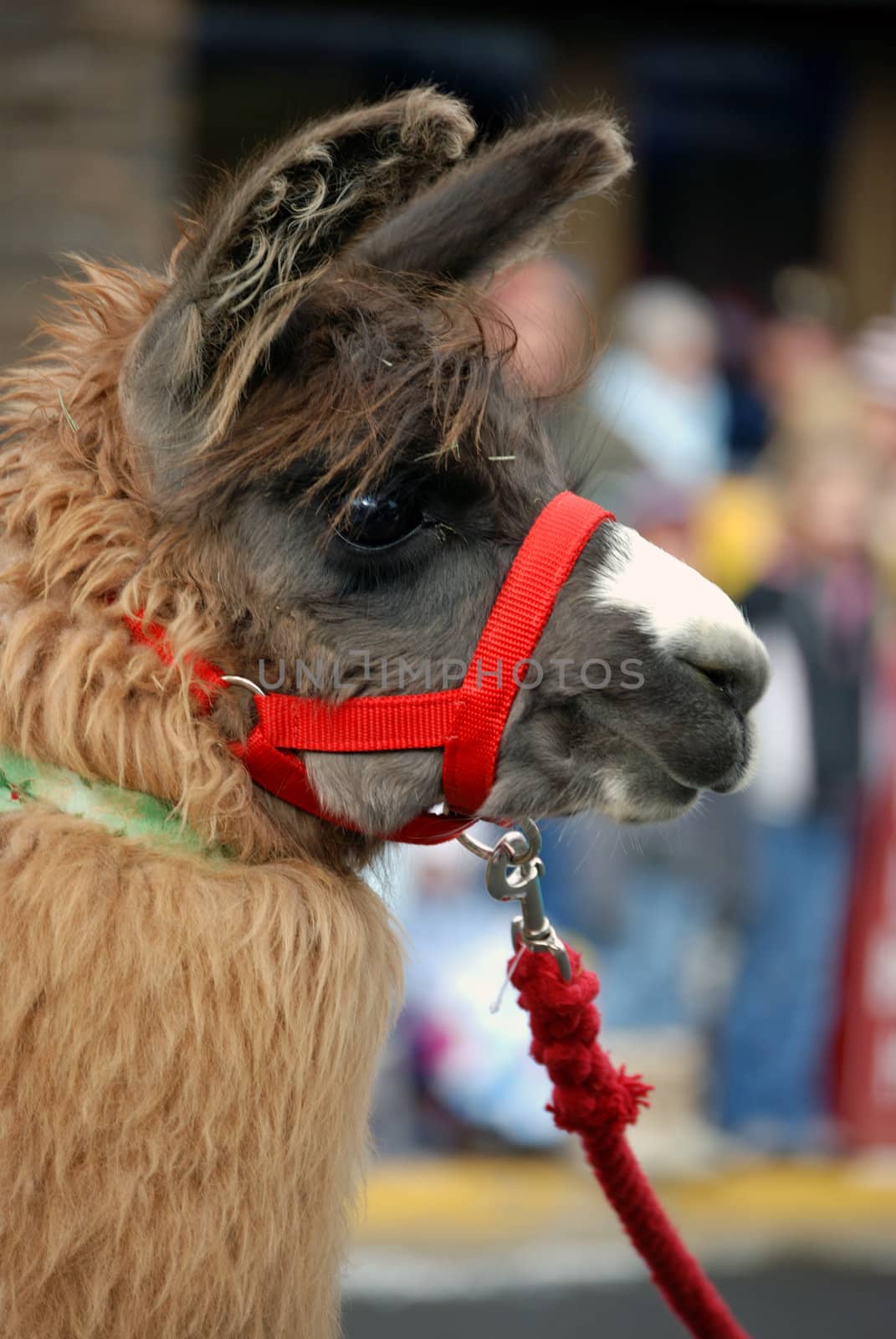 Vertical image of a brown llama wearing a red halter - taken in a parade.