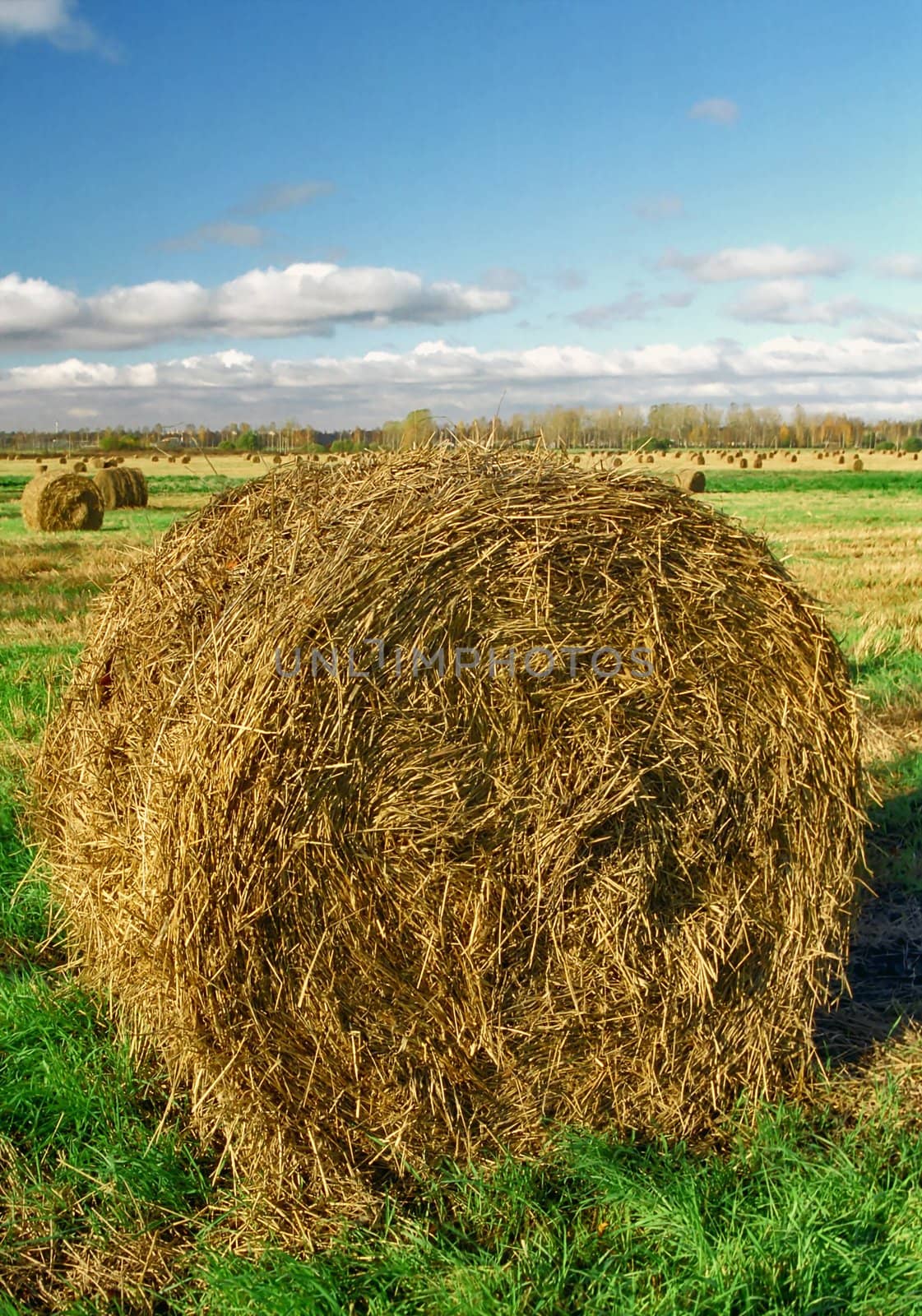 Intorted roll of hay on the aunumn field
