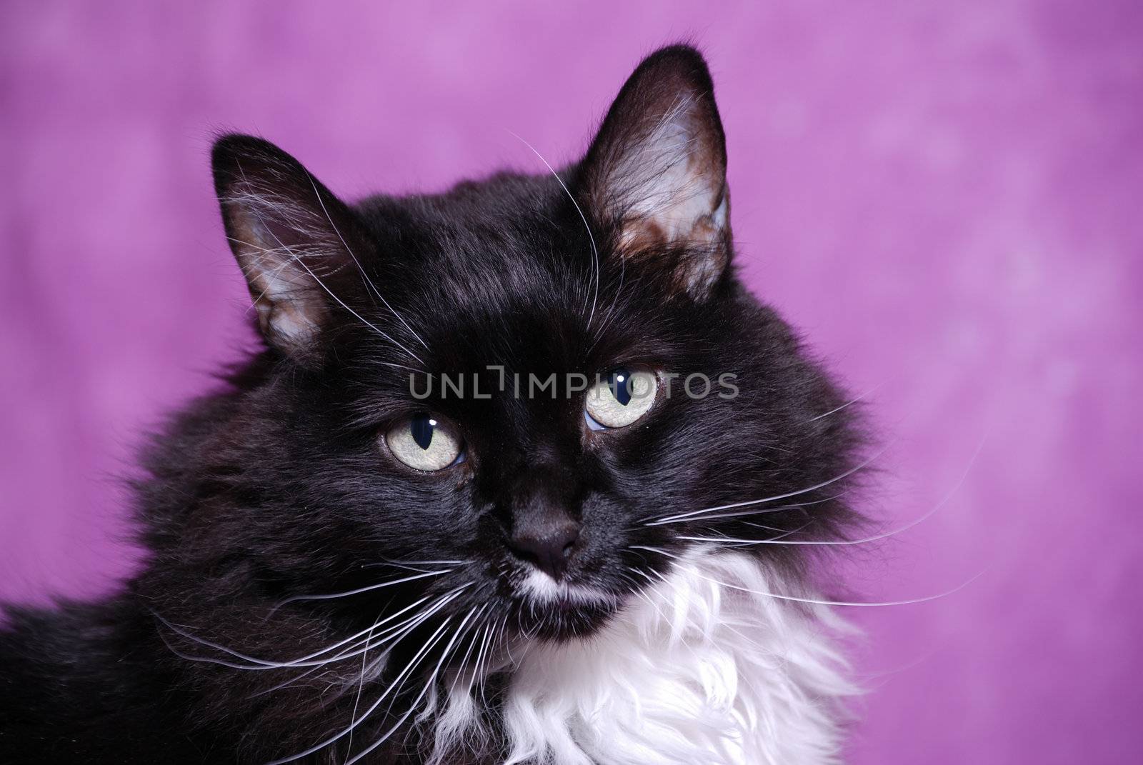 Horizontal image of a pretty black and white cat against a colorful purple background