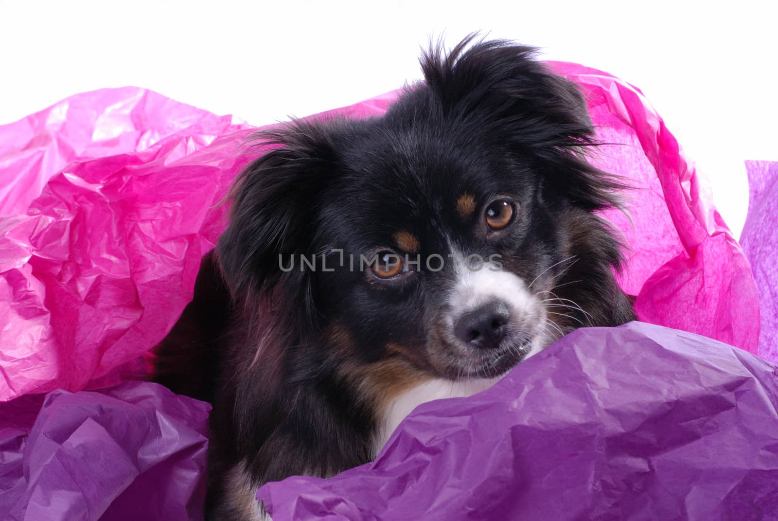 Horizontal image of a tri-colored miniature Australian Shepherd covered in brightly colored tissue paper against a white background