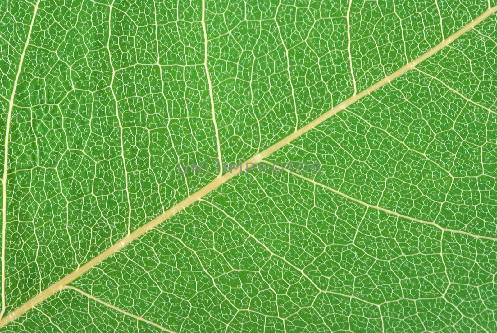 Dry leaf vein structure background on colorful paper(macro)