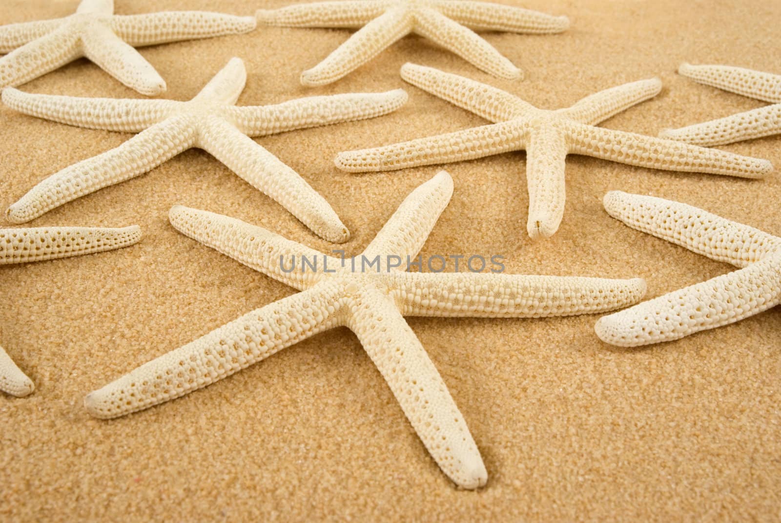 Starfish on golden sand