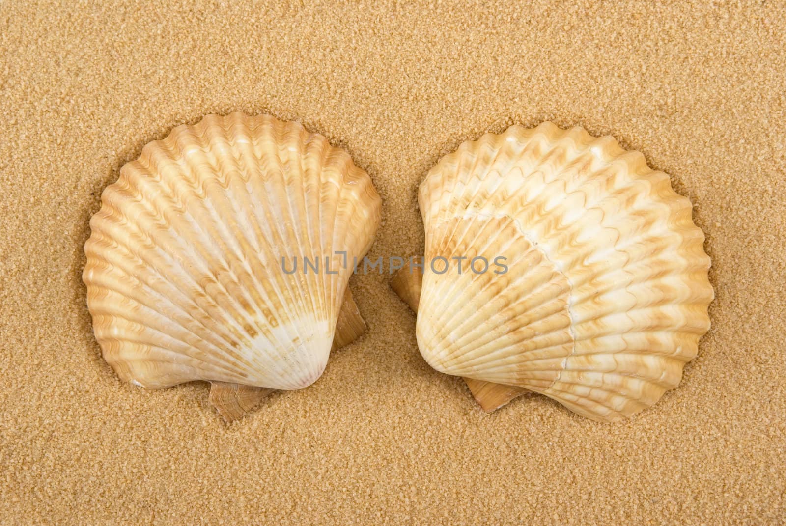 Seashells on golden sand
