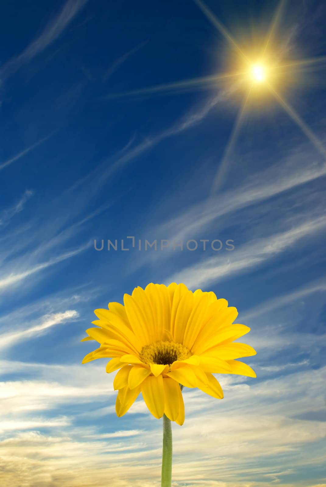 Daisy, sun, and blue sky
