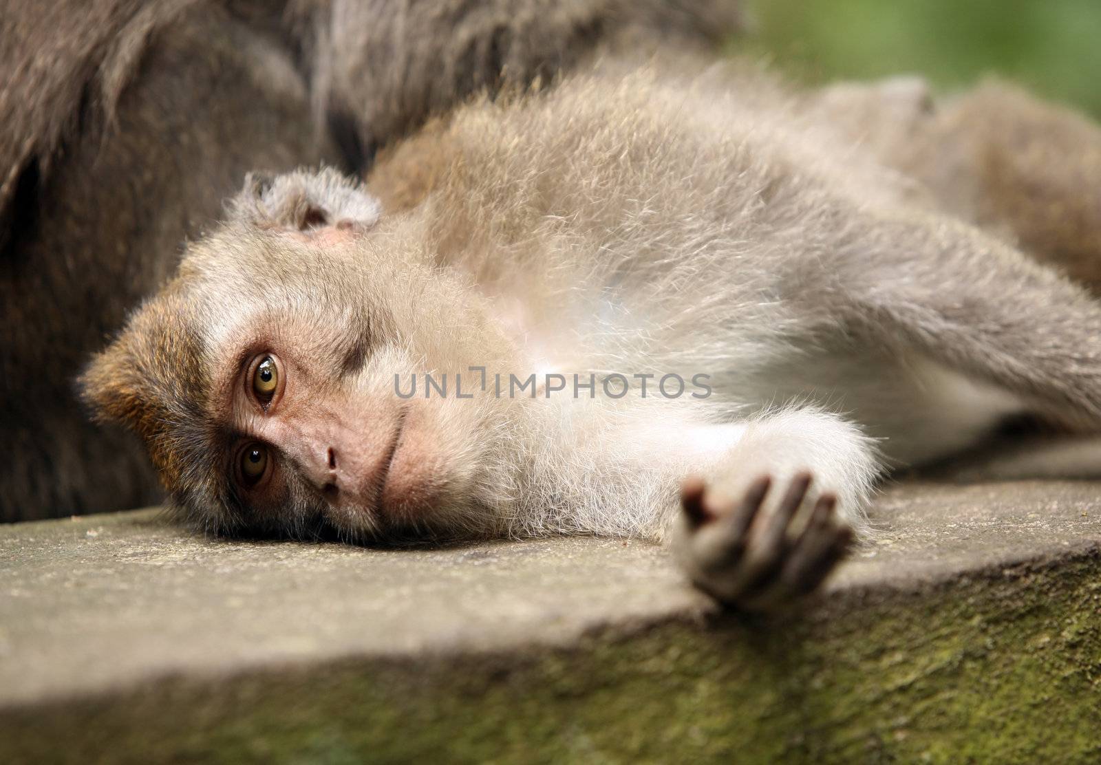 Monkey. Bali a zoo. Indonesia