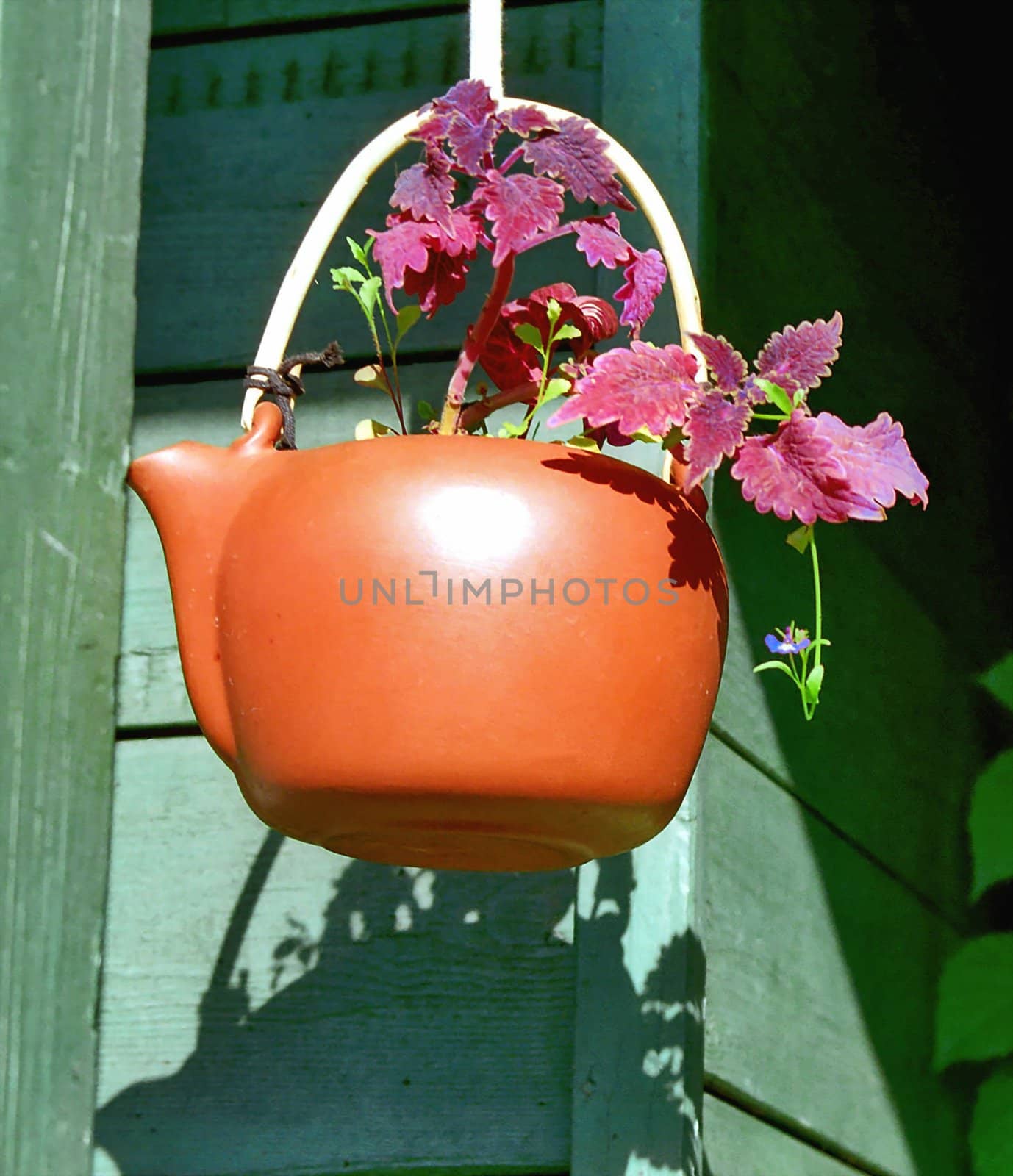 Houseplant in red ceramic teapot in the open air
