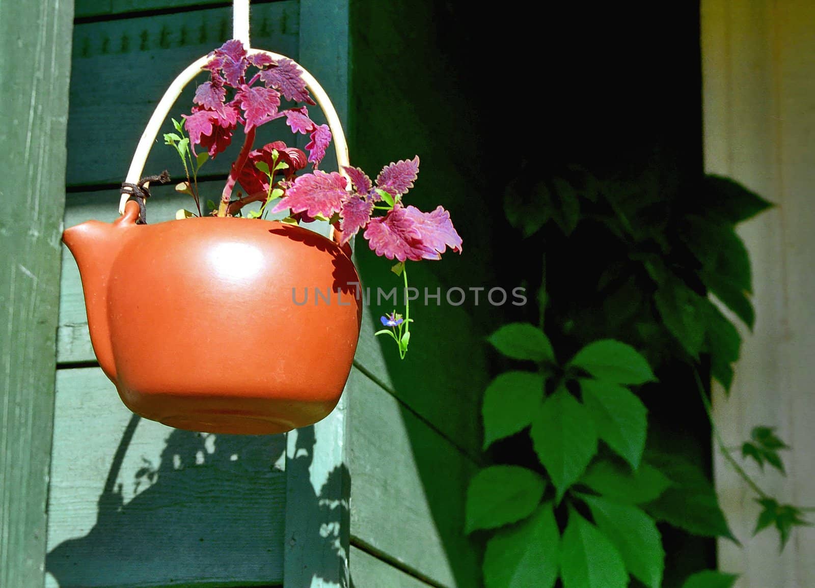 Houseplant with flower in red teapot by mulden