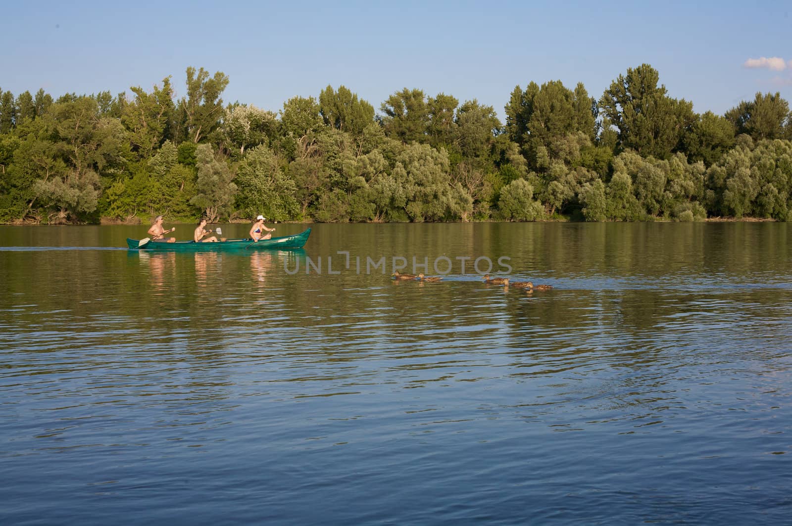 Oarsmen and the ducks on the Danube.