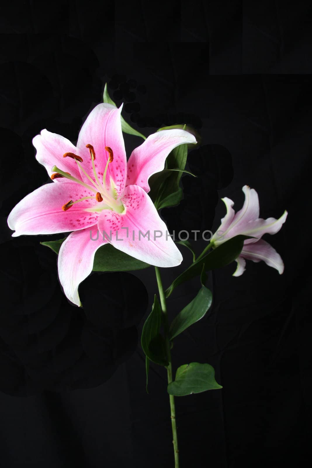 Two beautiful pink flowers on black background