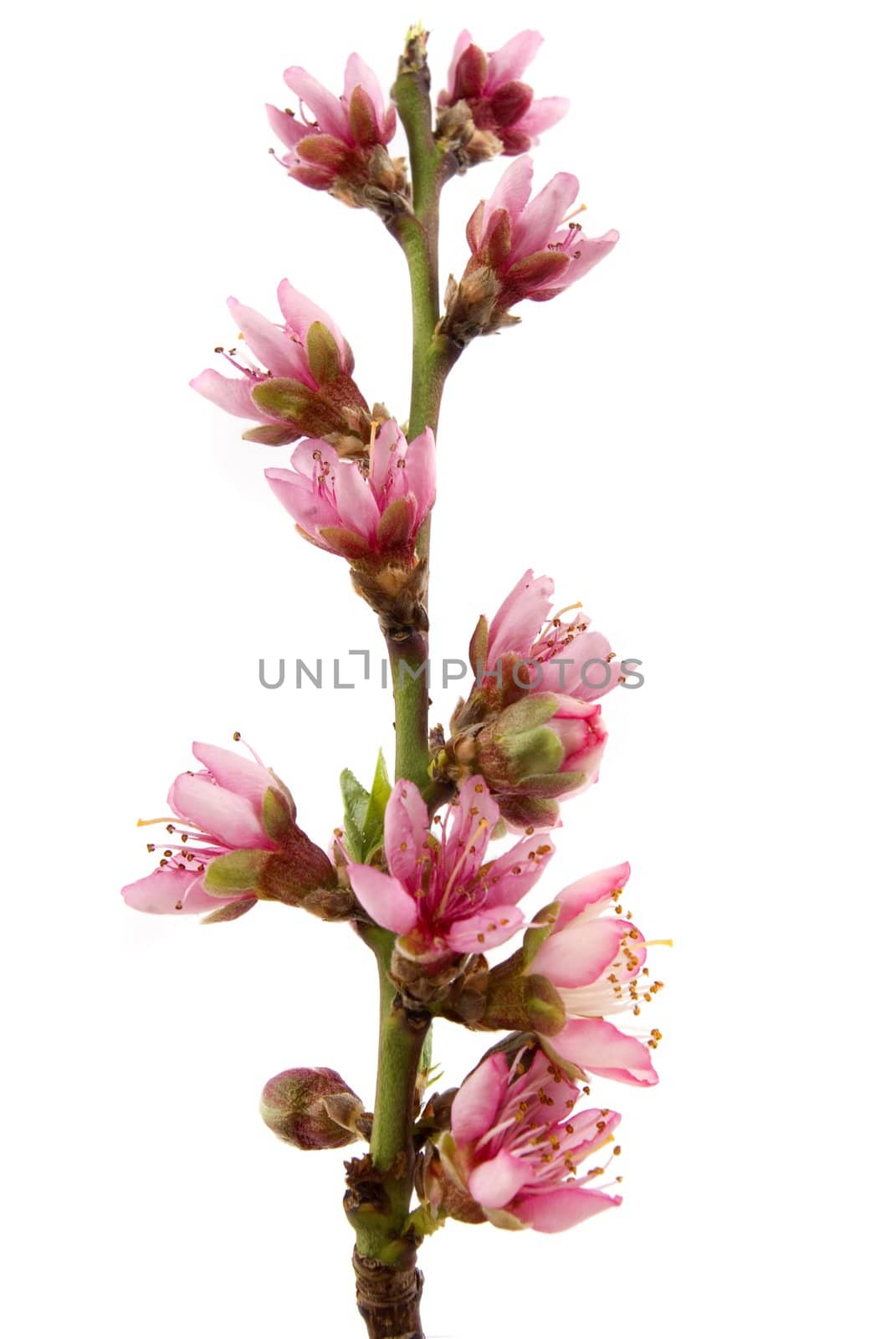 Peach blossom in spring with white background
