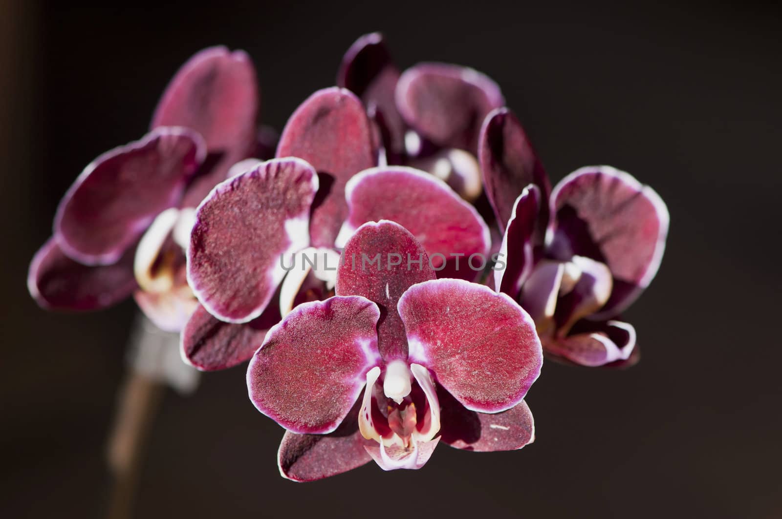 Close-up on purple and white orchids with a dark background