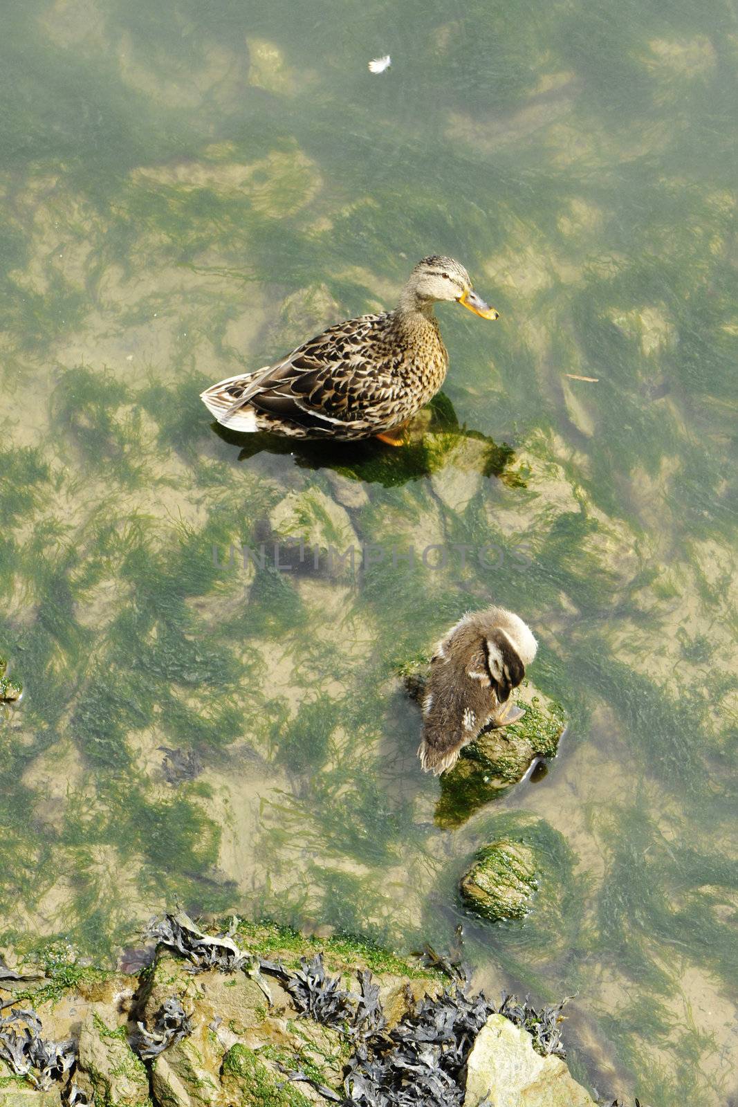 Duck with his duckling above water with green seaweed on rocks