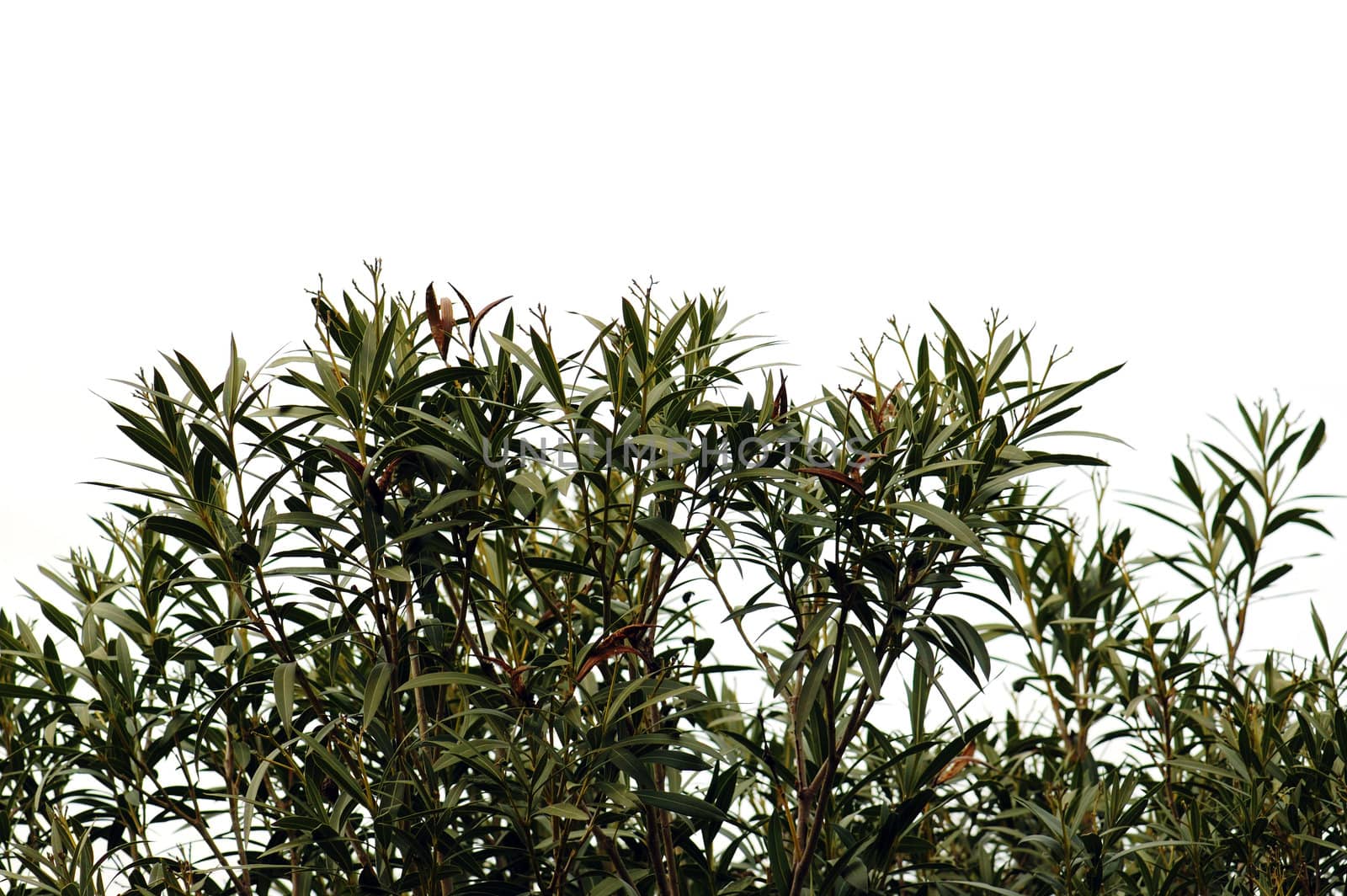 Nerium oleander plant leaves silhouette against a white background.