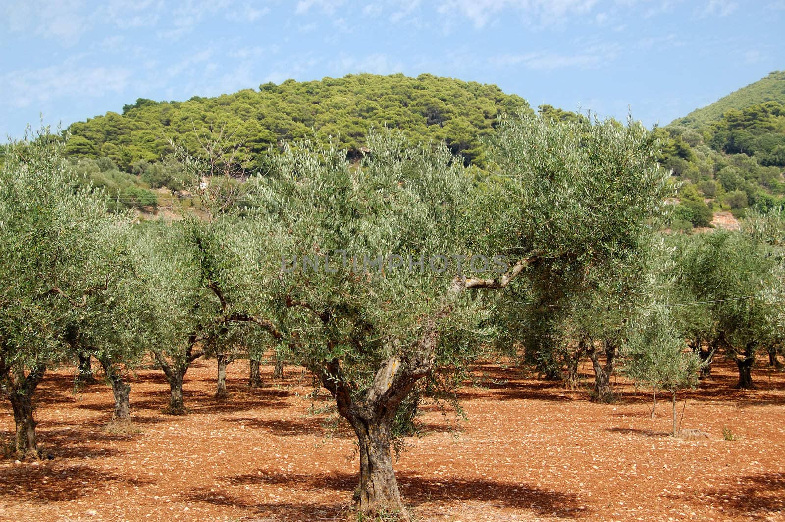 Olive trees plantation near Keri village on the island of Zakynthos, Greece.