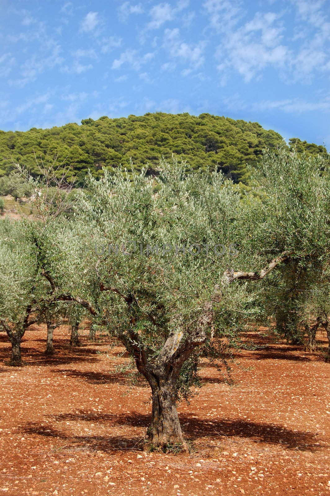 Olive trees plantation on the island of Zakynthos, Greece.