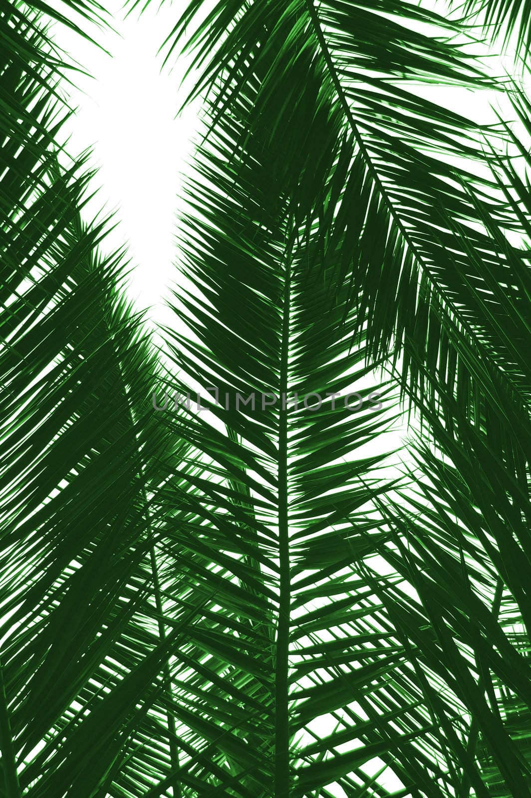 Palm tree leaves natural background. Isolated on white.