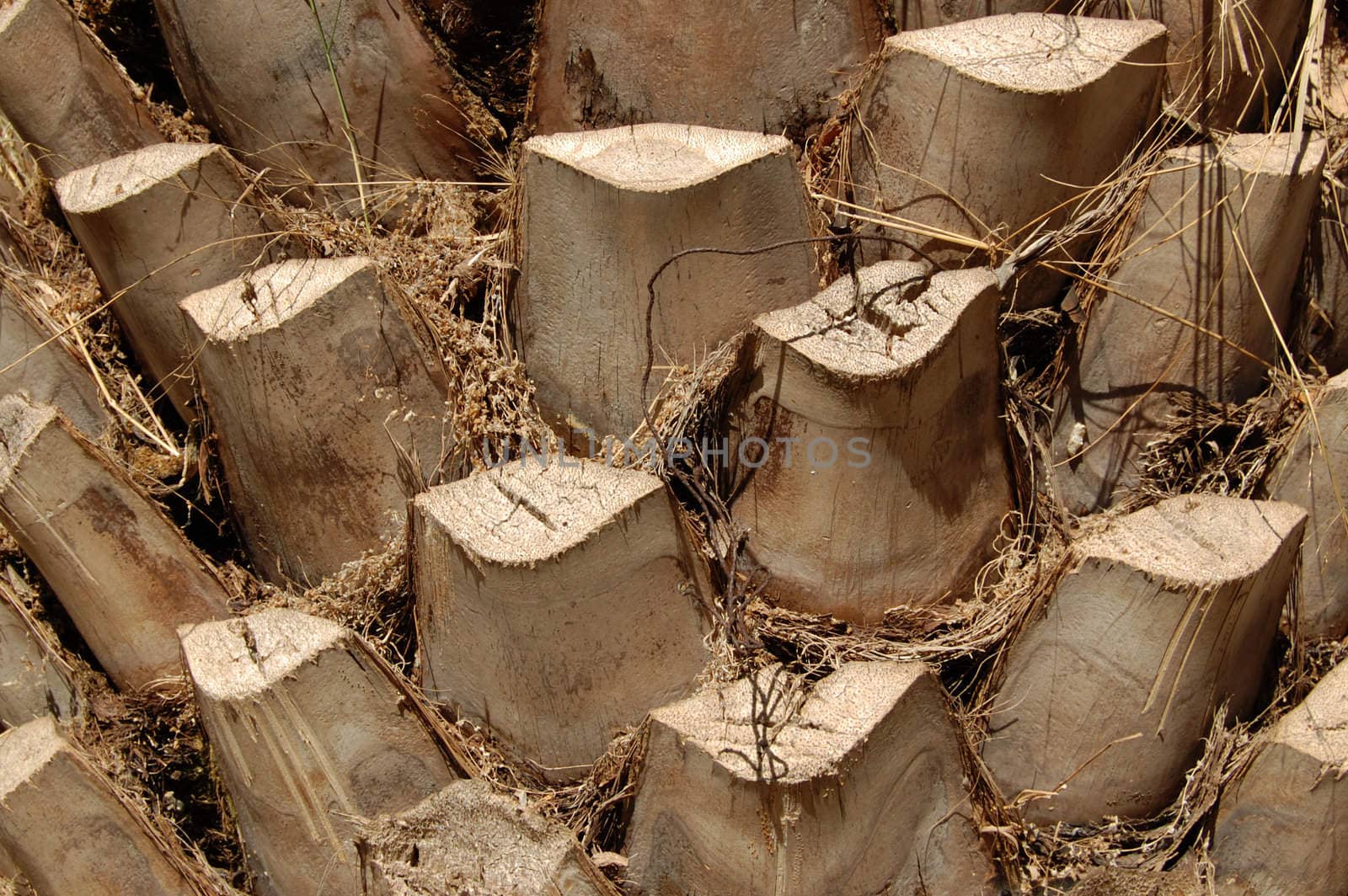 Palm tree trunk. Abstract wood background texture detail.