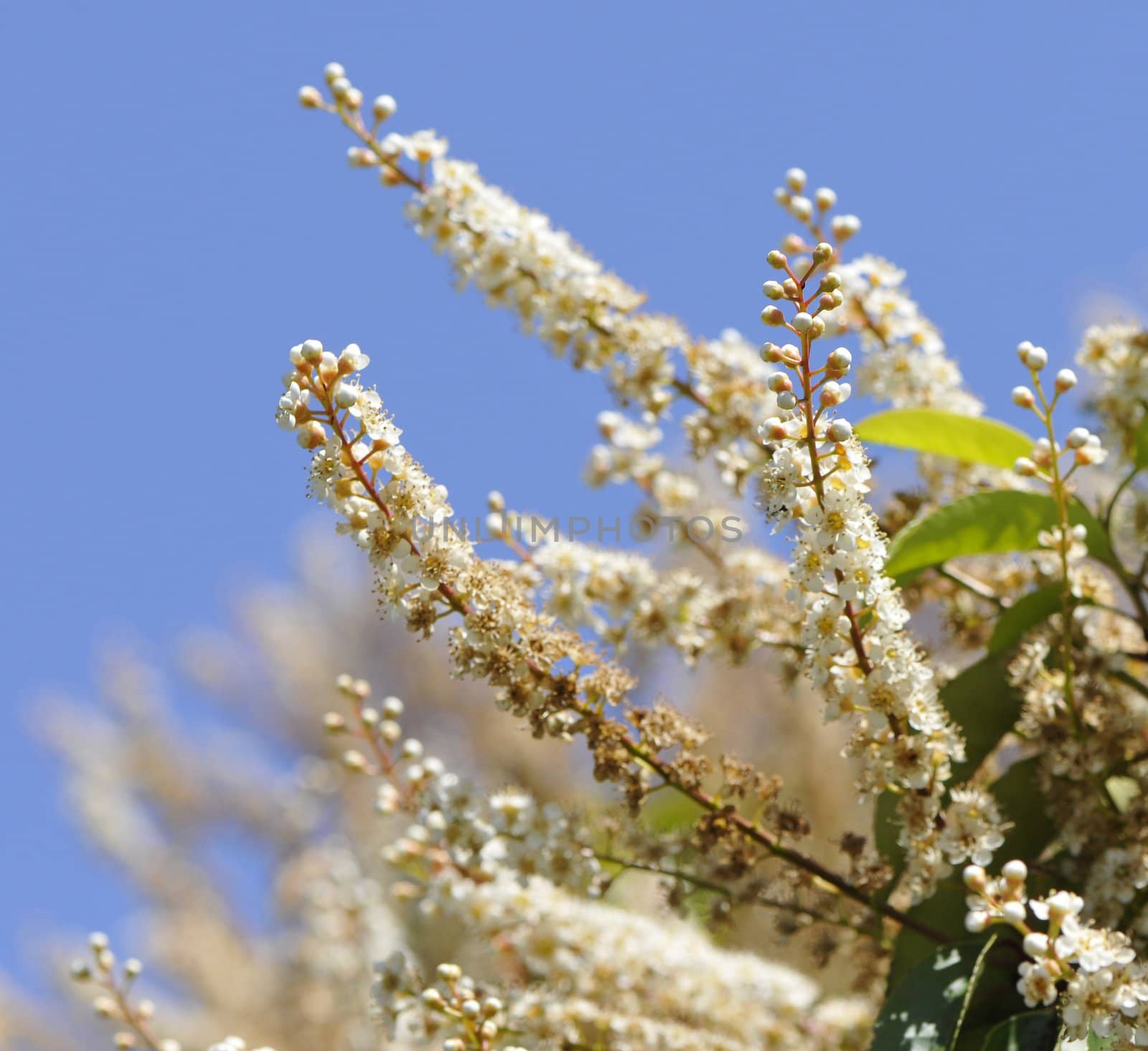 Many little white flowers and buds in a big bush with a blue sky
