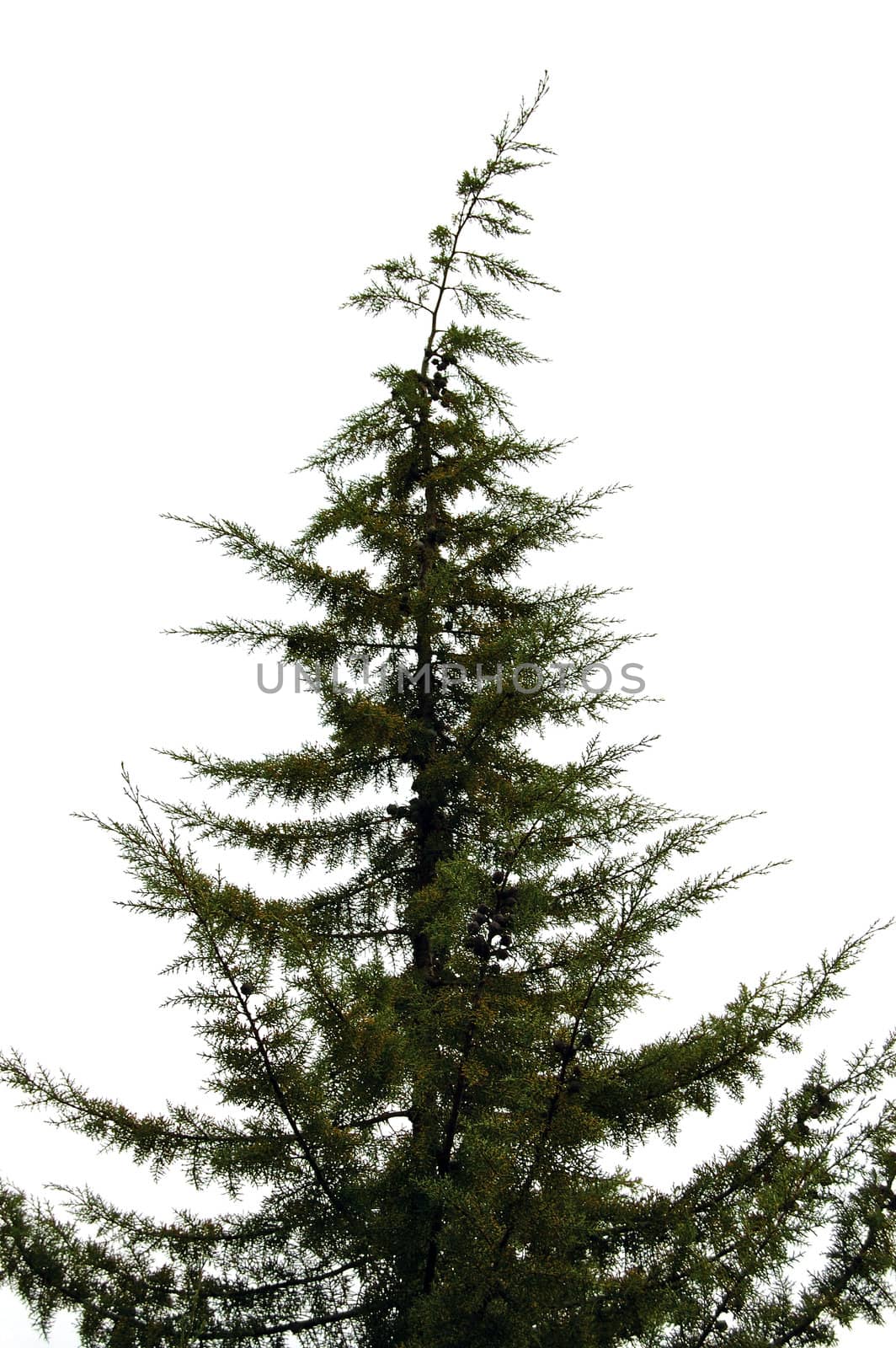 Pine tree silhouette isolated on white background.