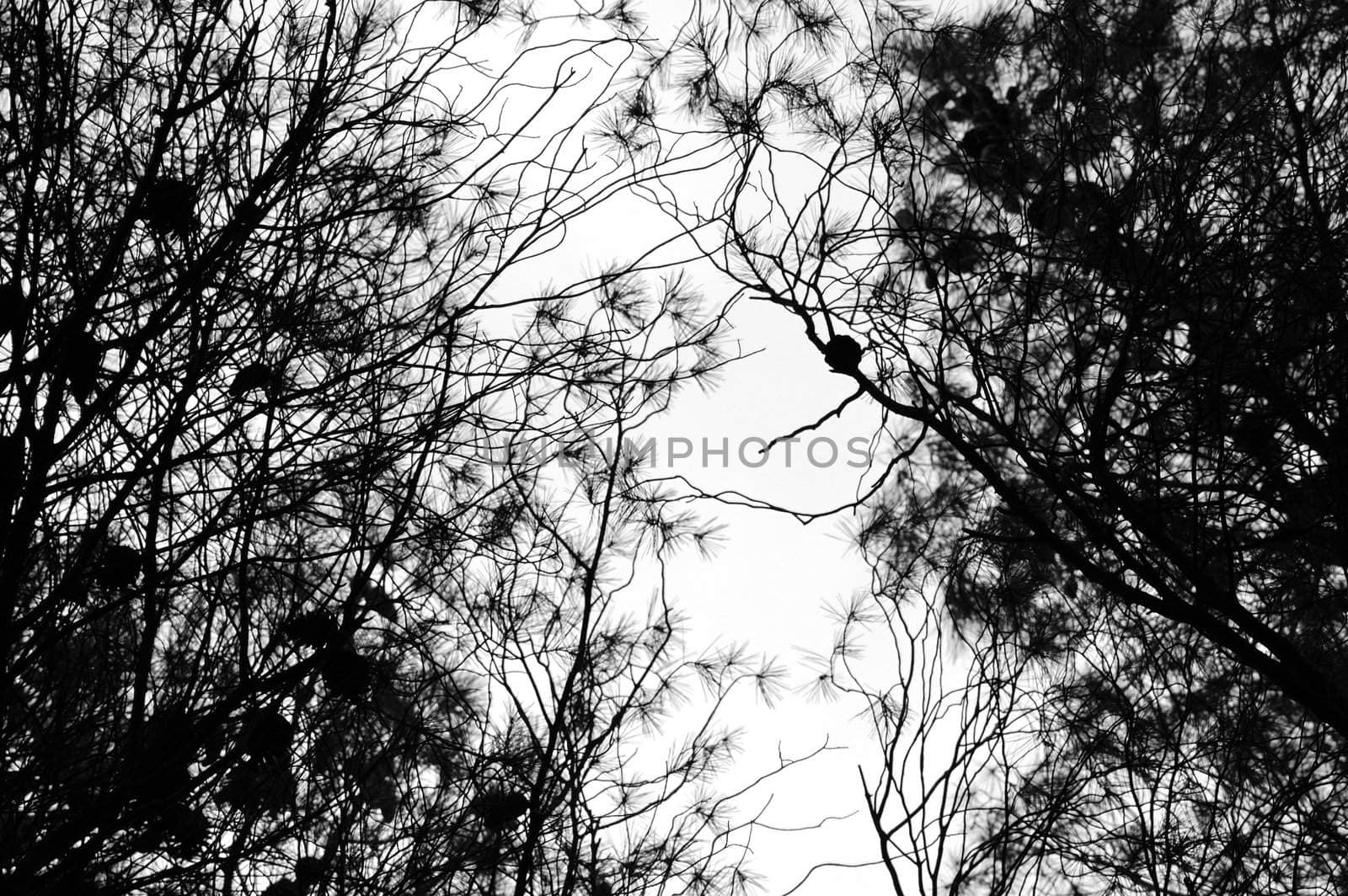 Pine tree branches isolated on white. Natural background.