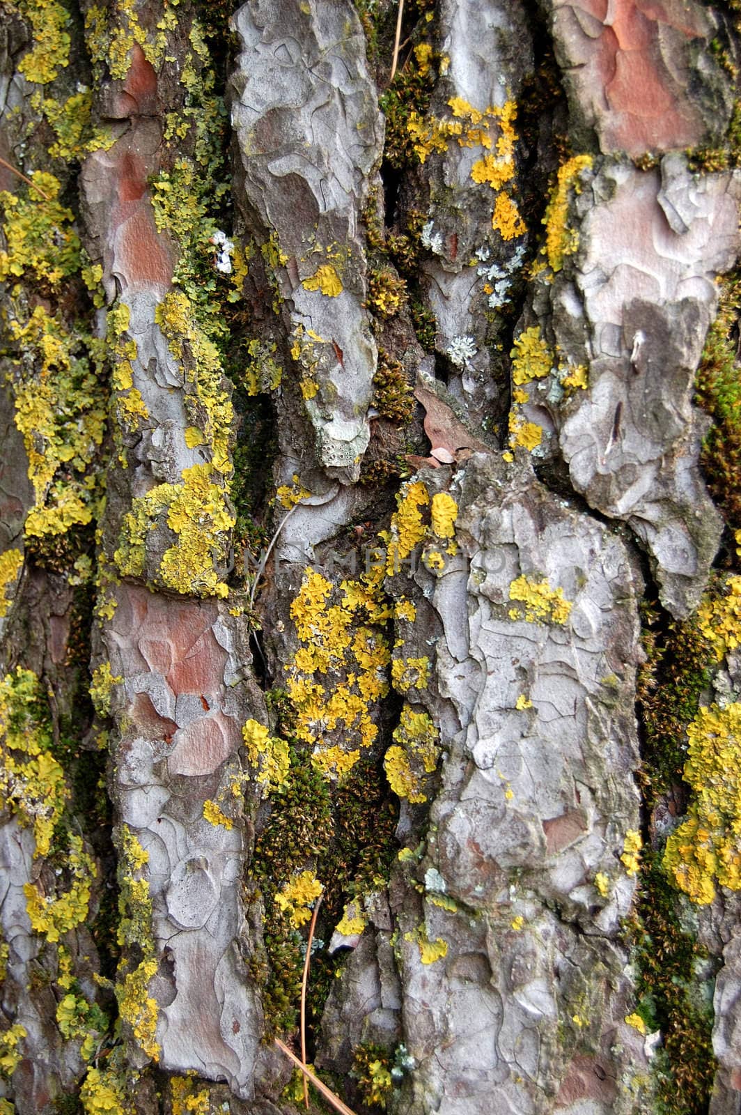 Pine tree trunk with yellow moss fungus. Abstract wood background texture detail.